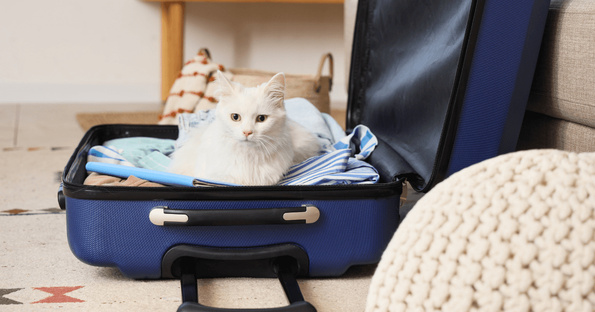 Cat inside suitcase.png