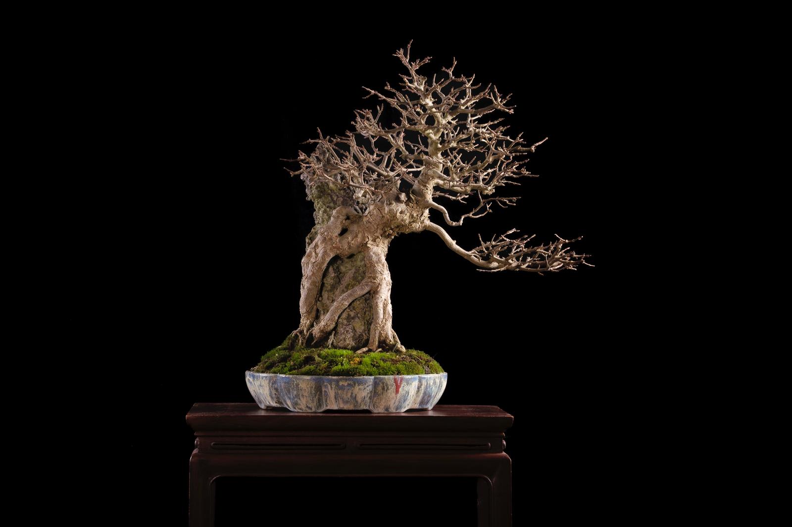 iemand die aan een bonsai boom werkt