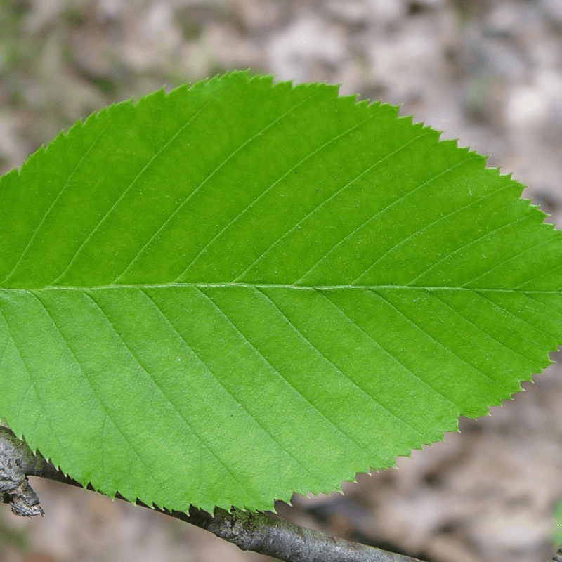 Birch Betula lenta