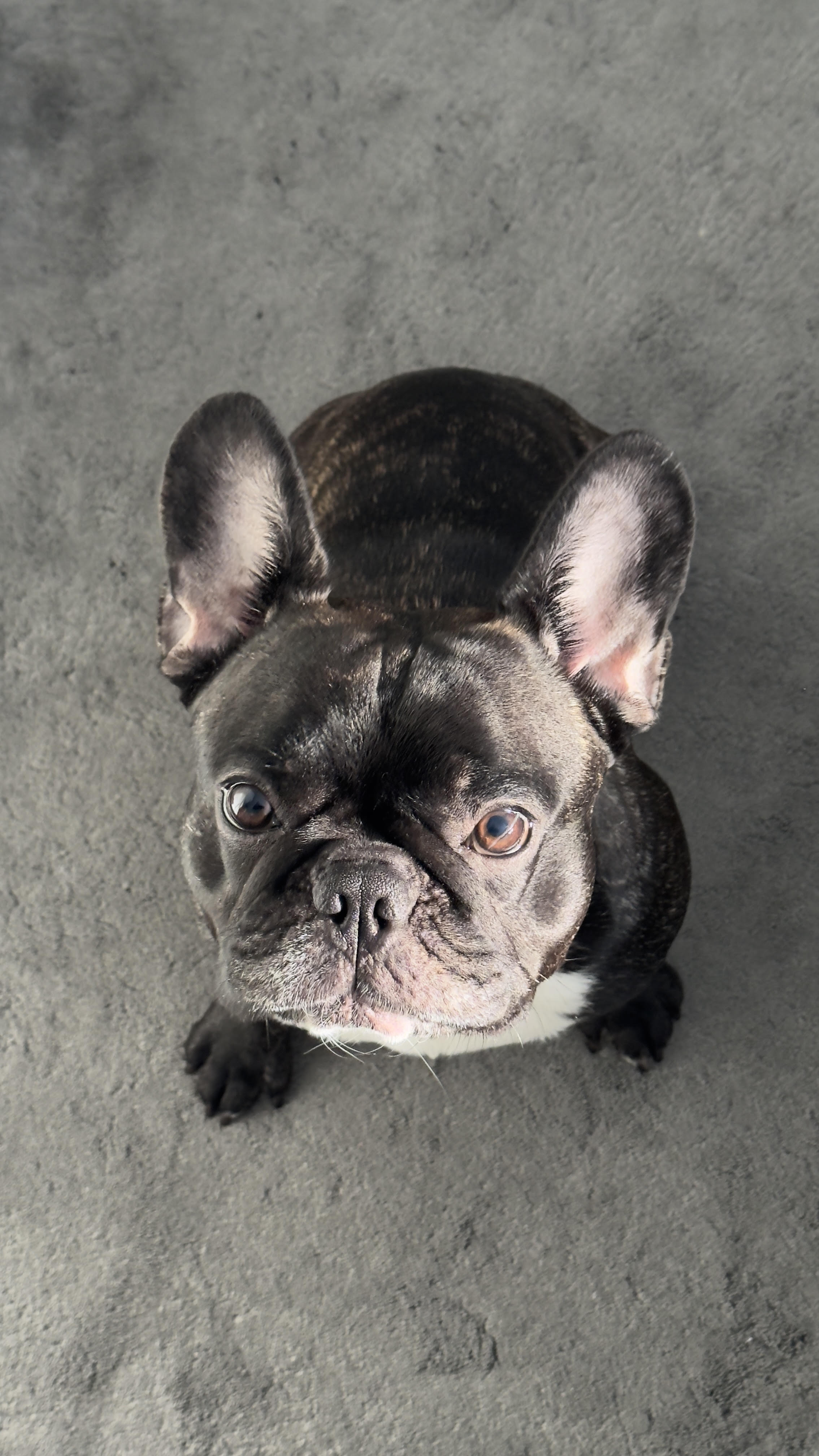 Portrait of a brindle French Bulldog sitting on a grey surface, looking up with wide eyes and large, pointed ears. The lighting emphasizes the texture of its fur and facial features.