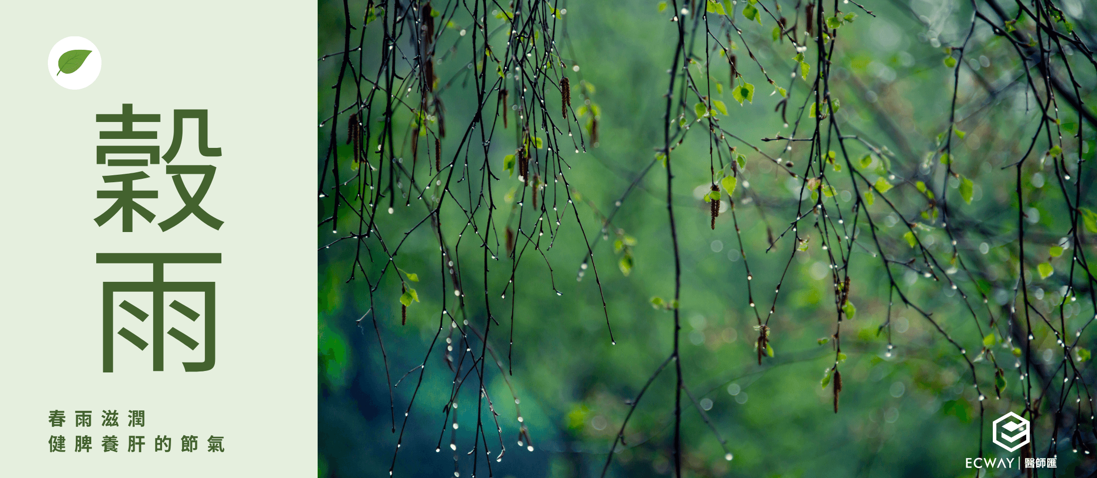 穀雨：春雨滋潤 健脾養肝的節氣