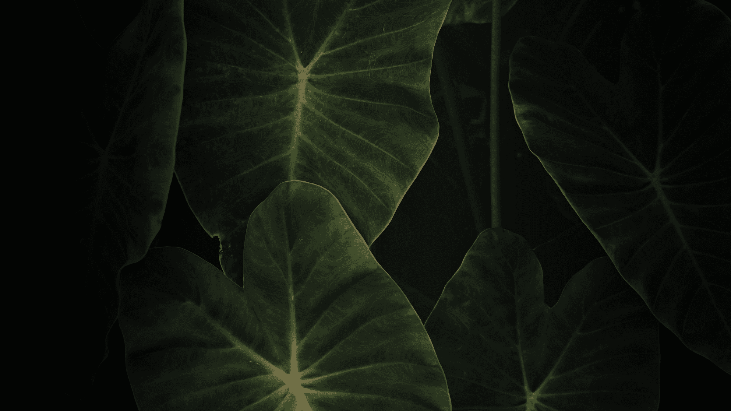 Modern glass and wood cabin with a cozy outdoor deck featuring wicker furniture, surrounded by lush green trees and a serene forest setting.