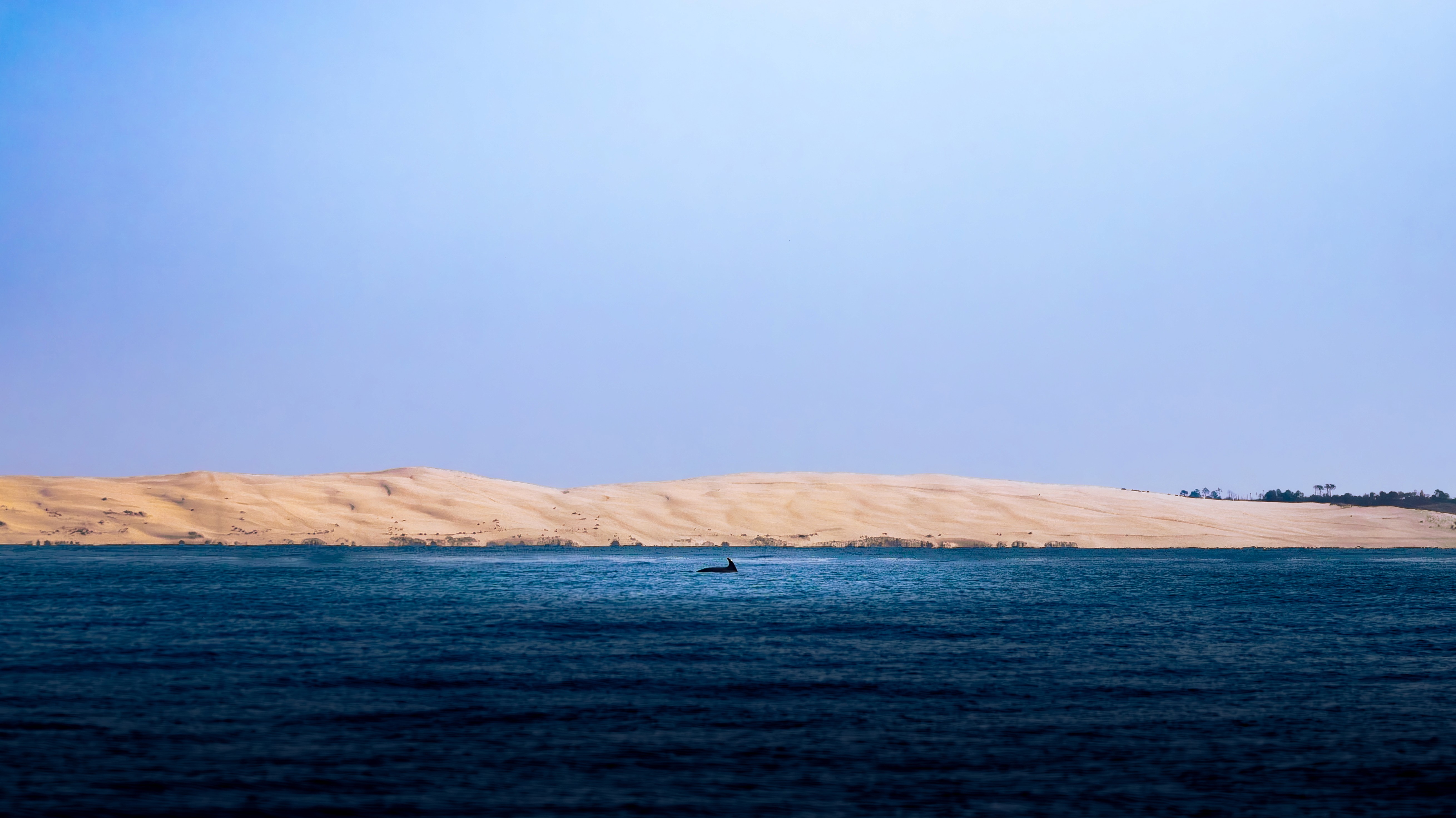 Dauphin devant la dune