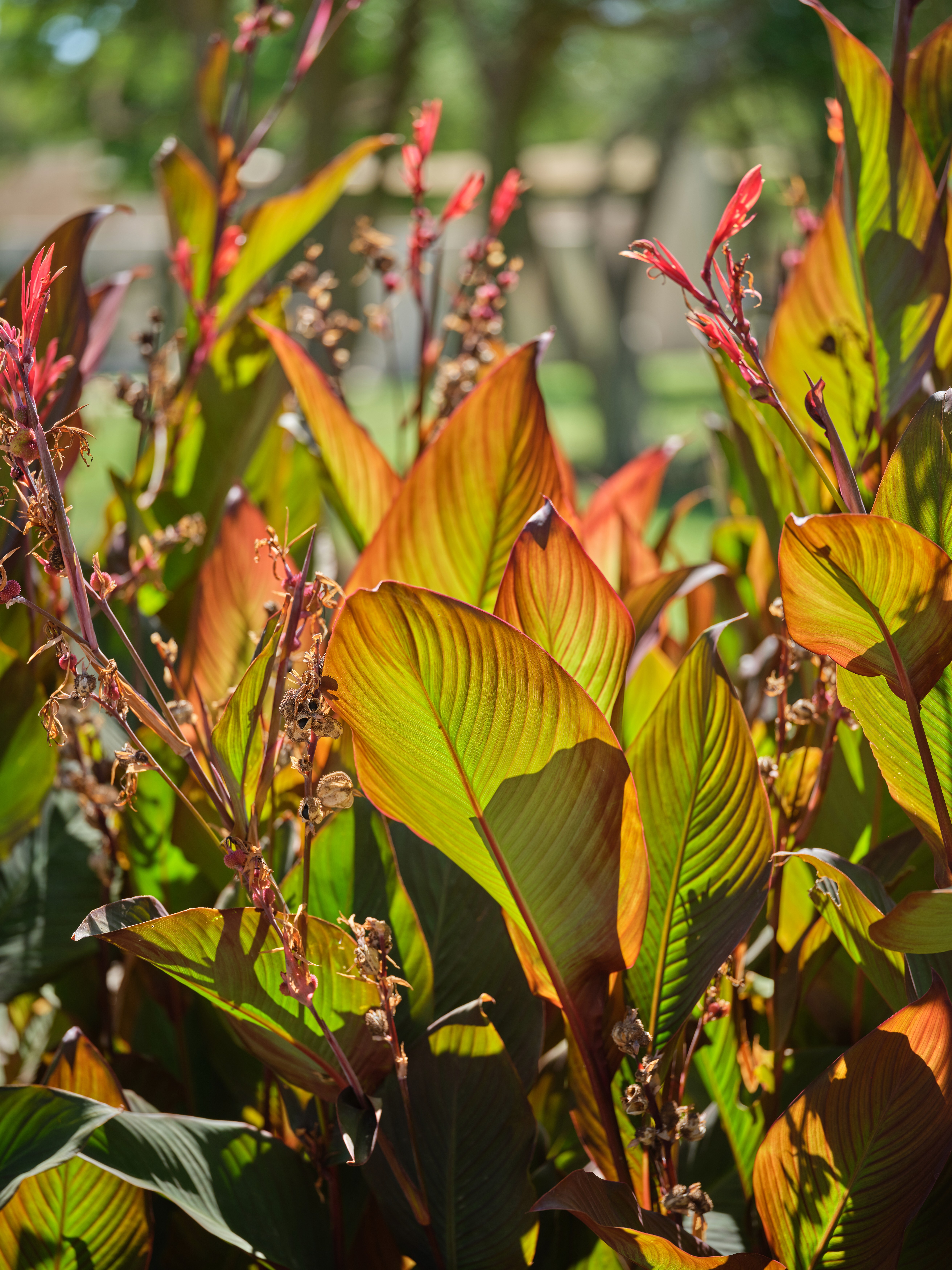 Gardens in Son Penya