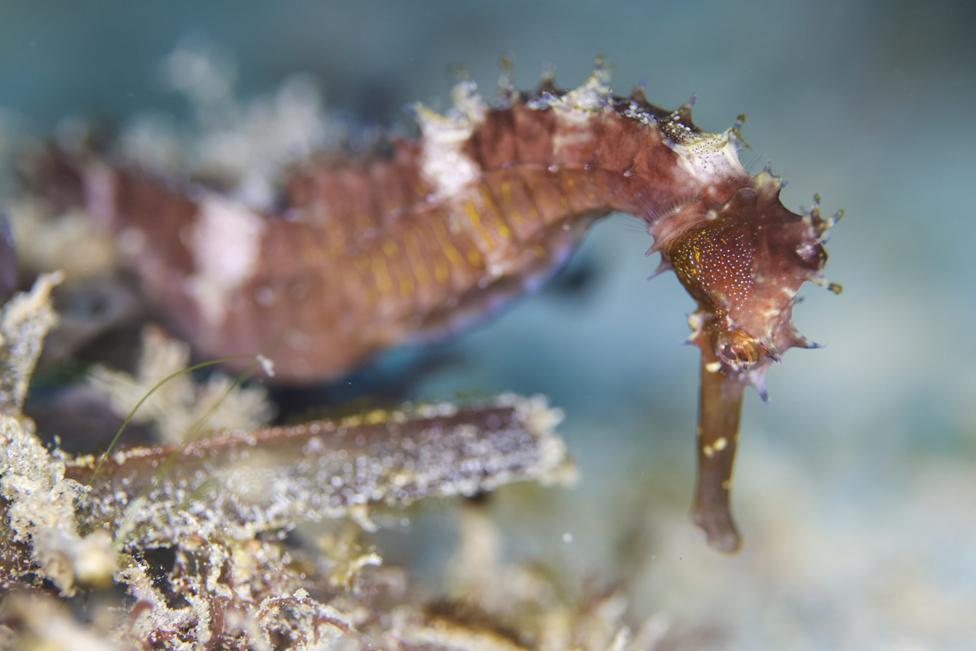 A thorny seahorse gripping rubble on a silty muck diving slope