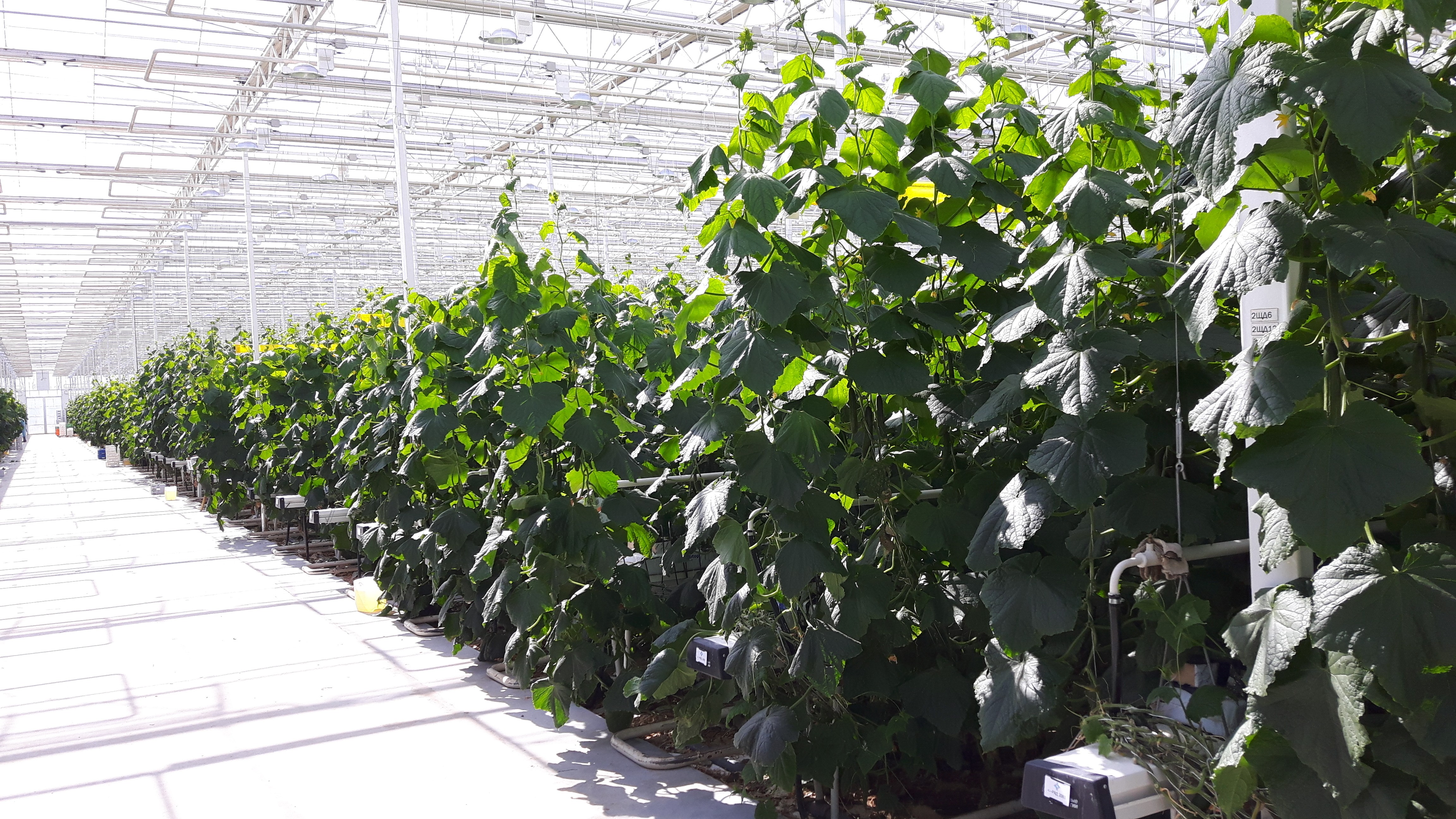 Horti XS B.V. Project The little garden | 0.5 ha