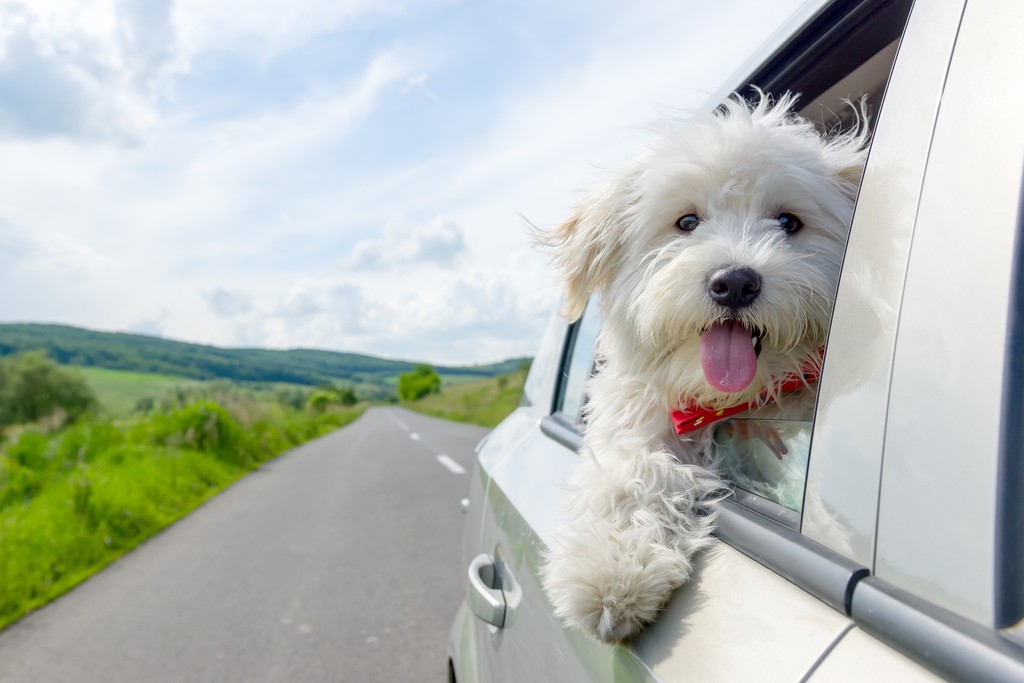 dog with its head out of a window in a car.