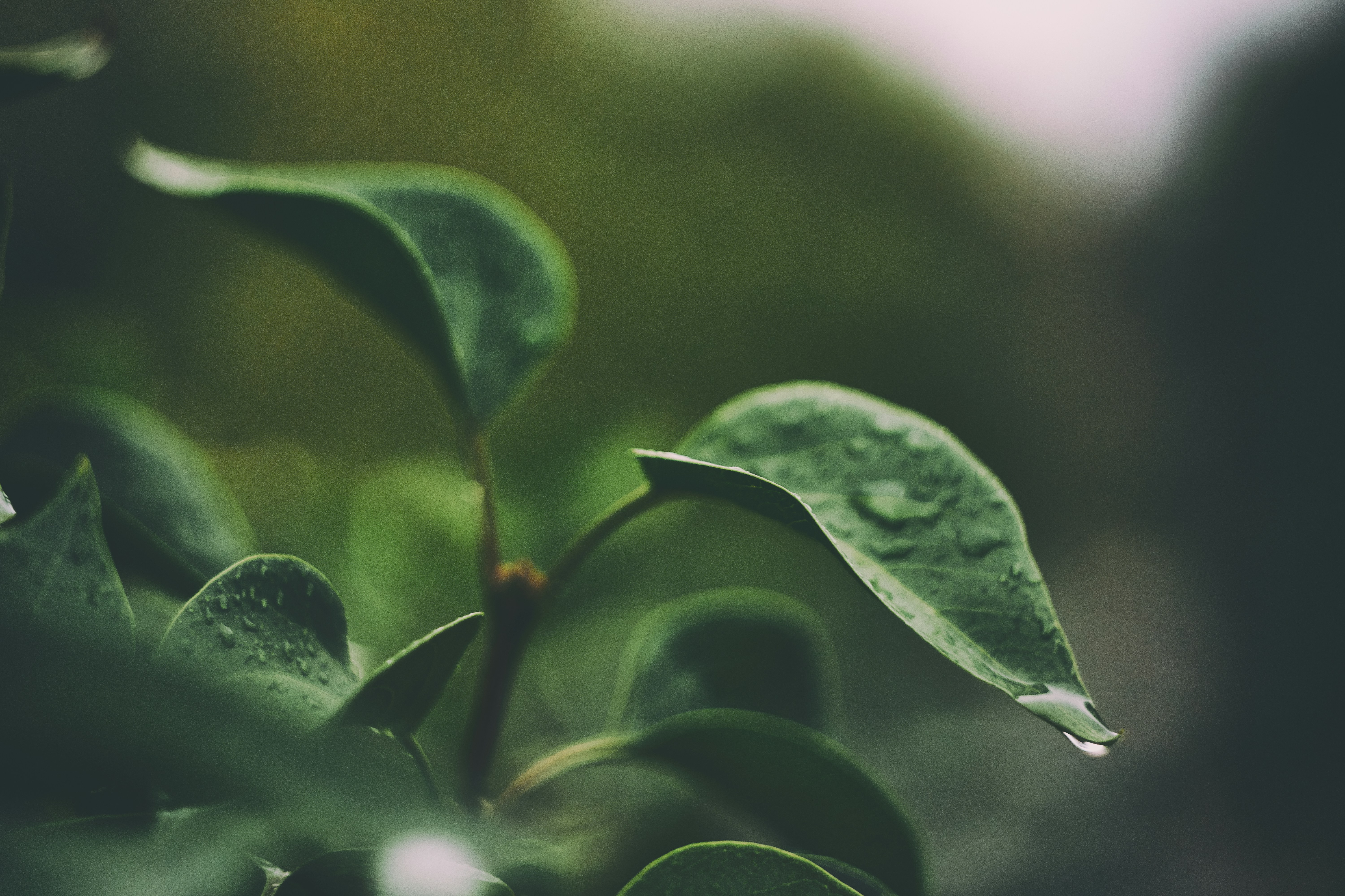 Close-up of wet green leaves, design inspiration for the Till Lounge Chair by noknok Studio