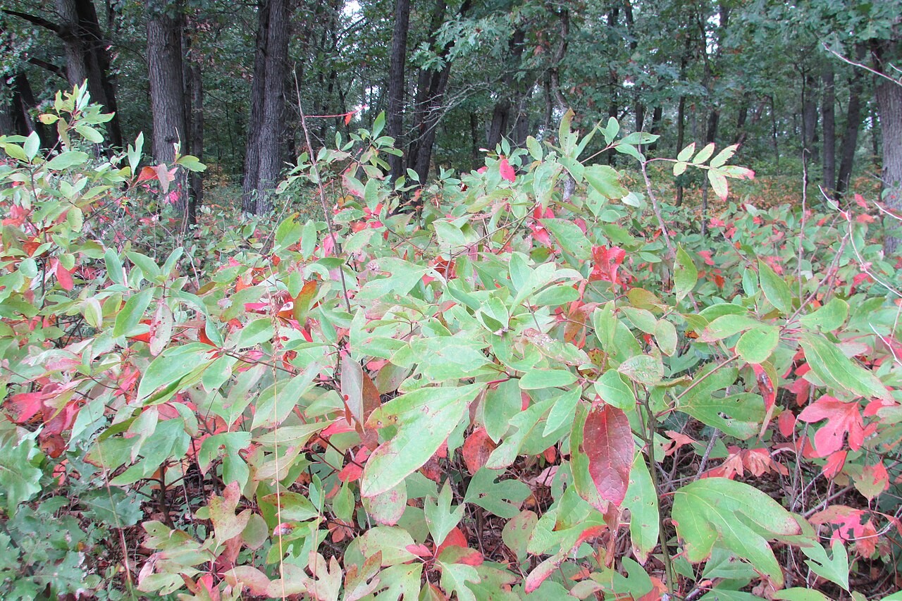 Students identifying and sorting edible wild plants as part of a foraging certification course.