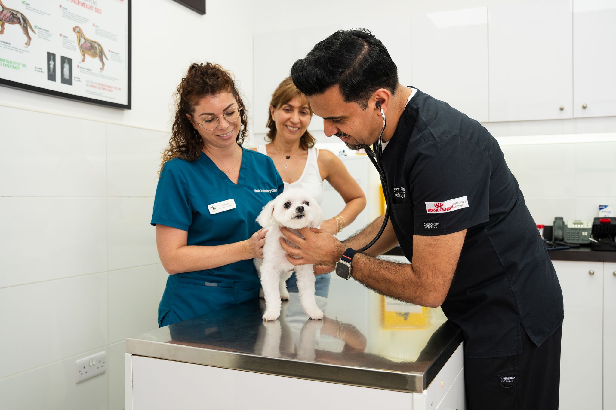 A veterinarian in a black shirt is checking a dog before giving the canine parvovirus vaccine. Another vet is keeping the dog still while the pet owner watches from behind.