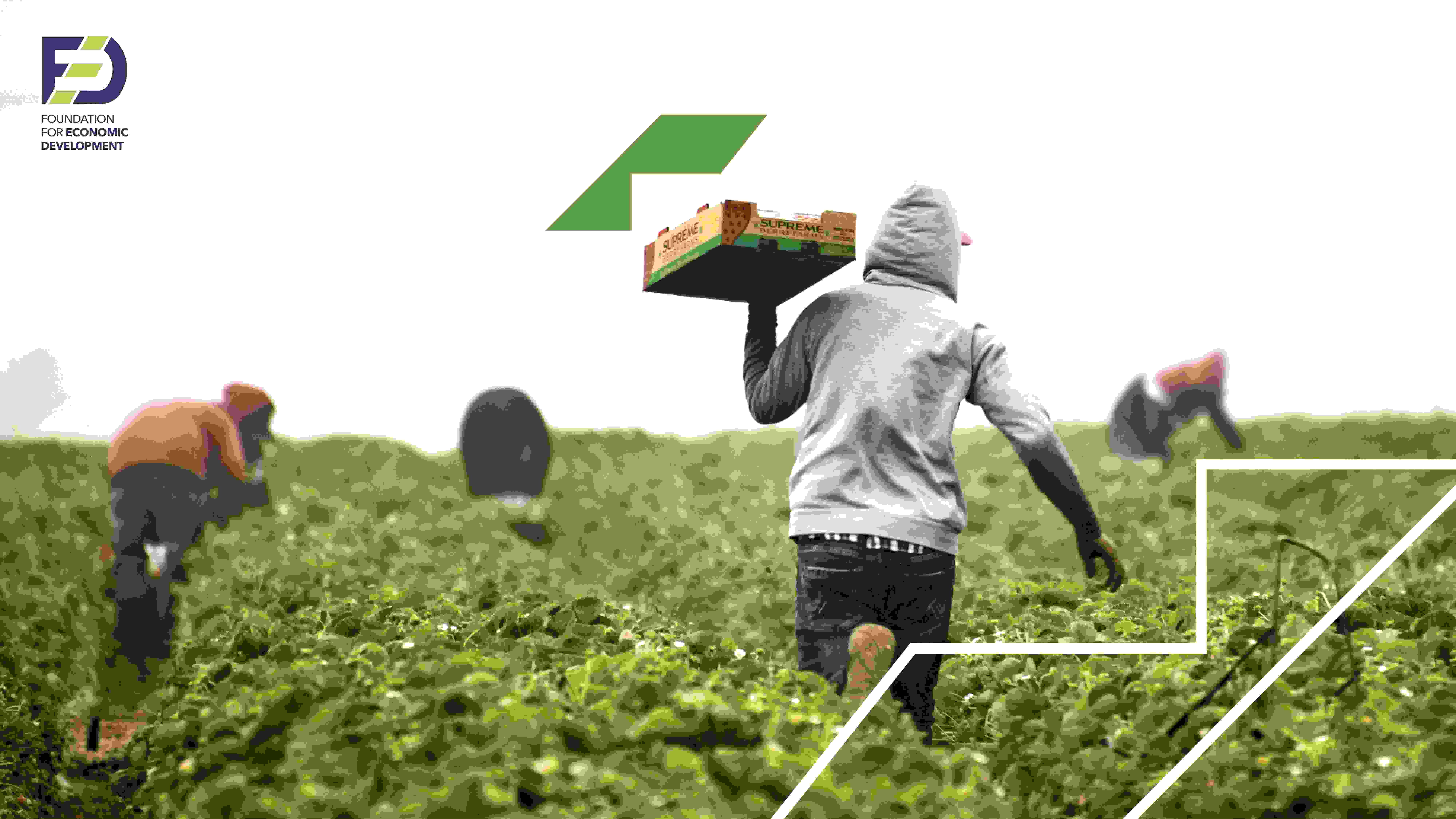 An image of a farmer picking cauliflower, with text on high impact growth opportunities, for branding foundation for economic development