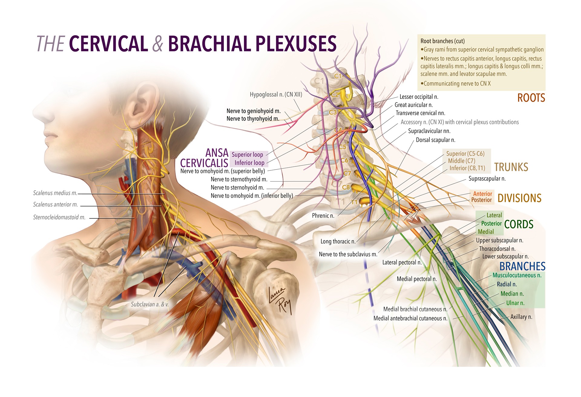Cervical & Brachial Plexuses Plate