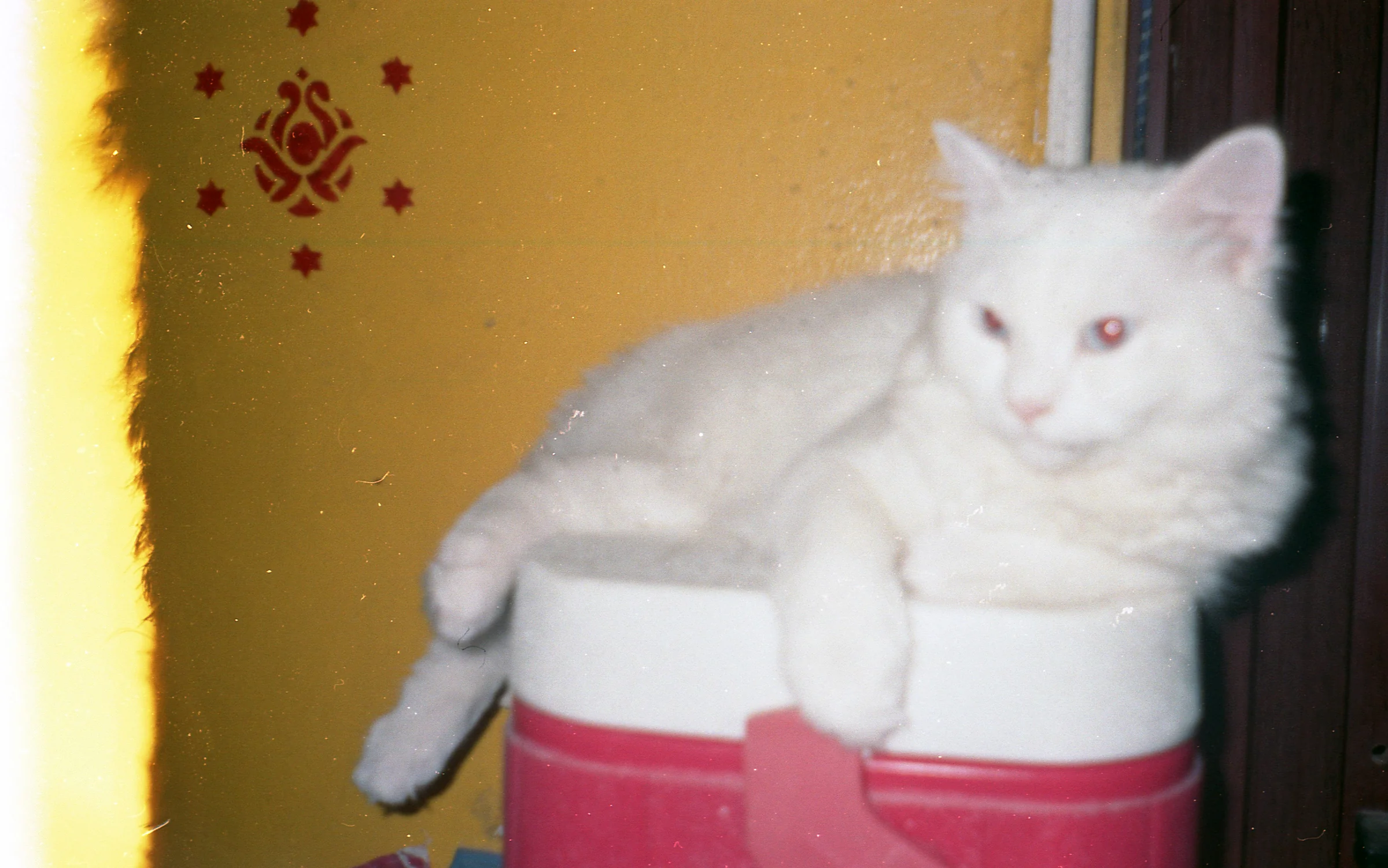 Cat on the Cooler