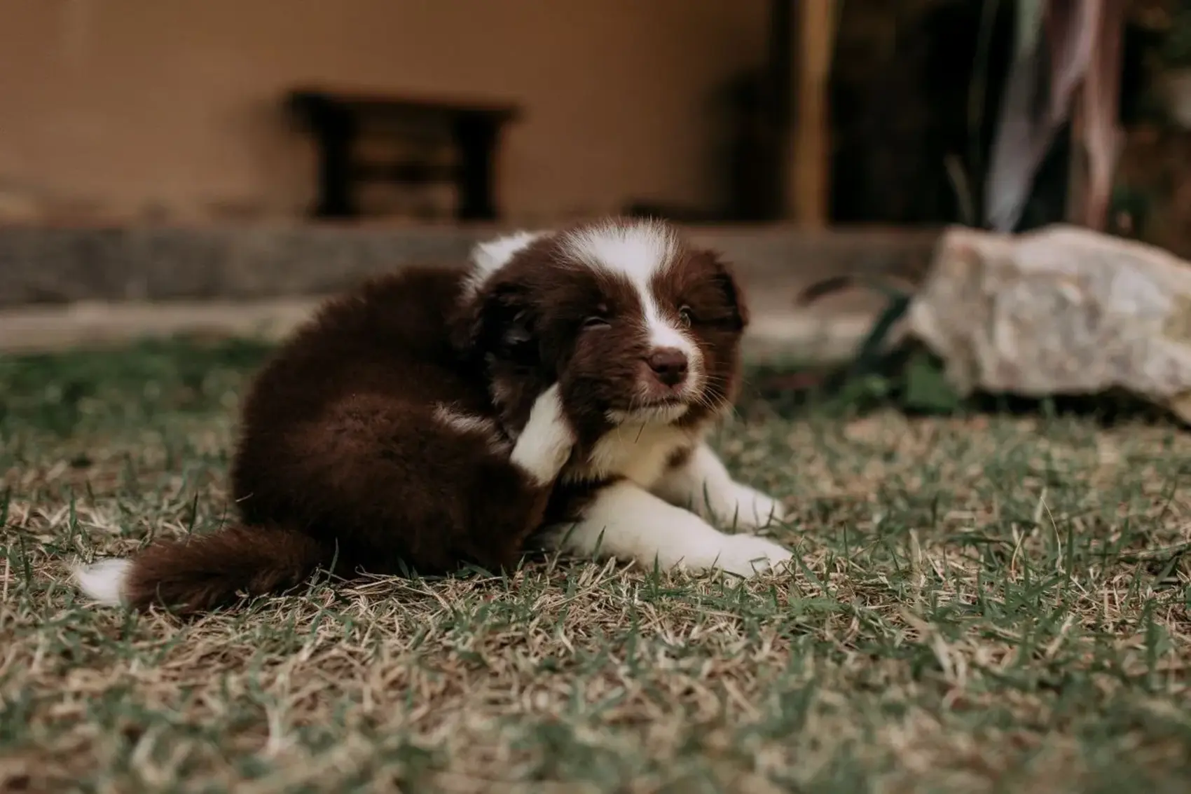 A dog lying on the grass beside the front porch, scratching its face with a hind leg.