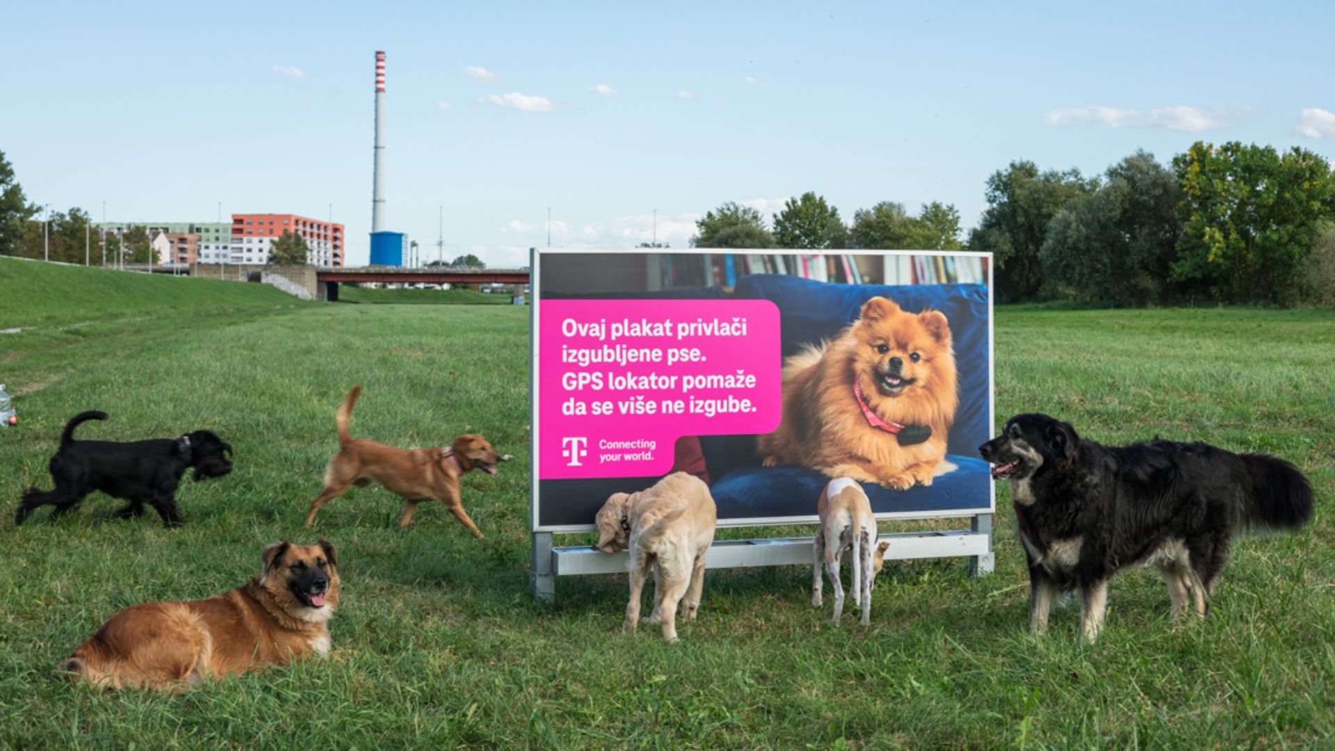 Marketing para o bem: outdoor inteligente ajuda a encontrar cães perdidos