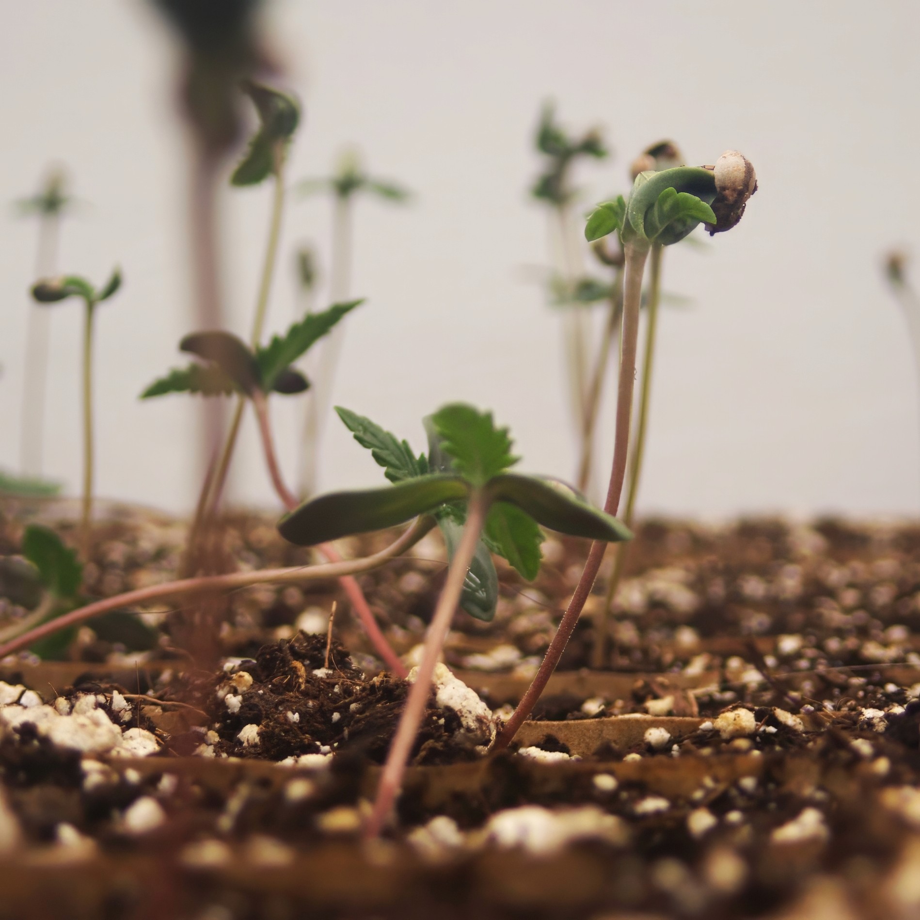 Cannabis seedlings emerging from living soil at Sunkissed Farm in Windsor, Vermont