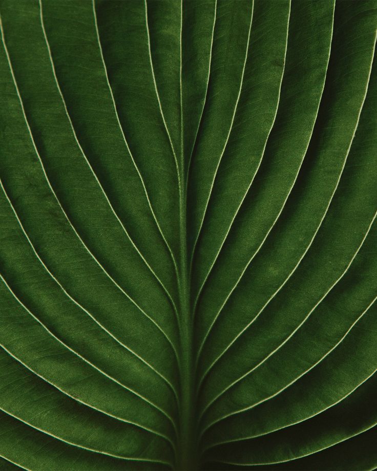 A green leaf