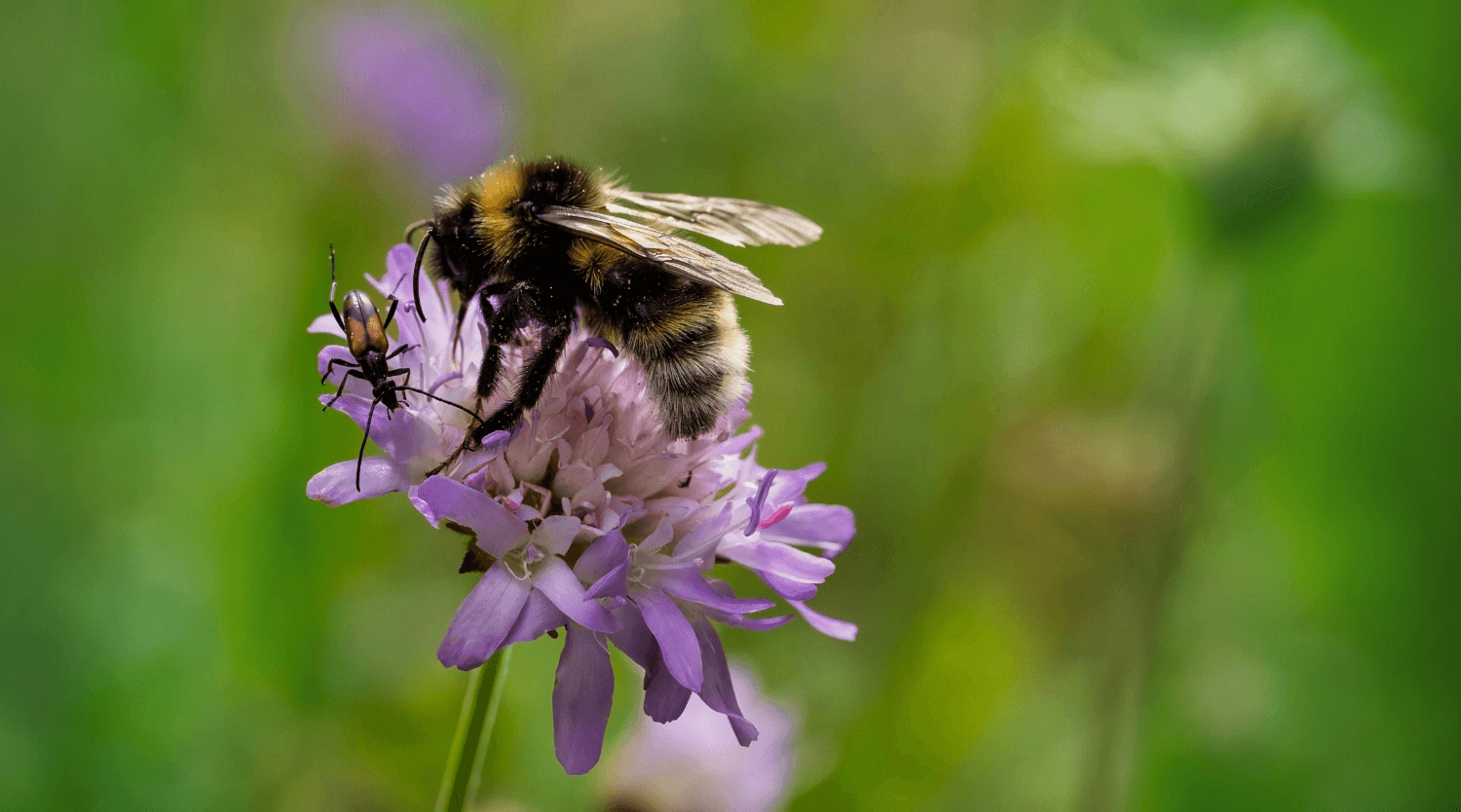 where do bees go in the winter