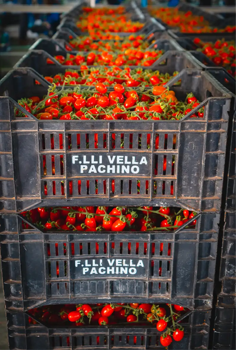 cassette di pomodori datterino impilate per la selezione