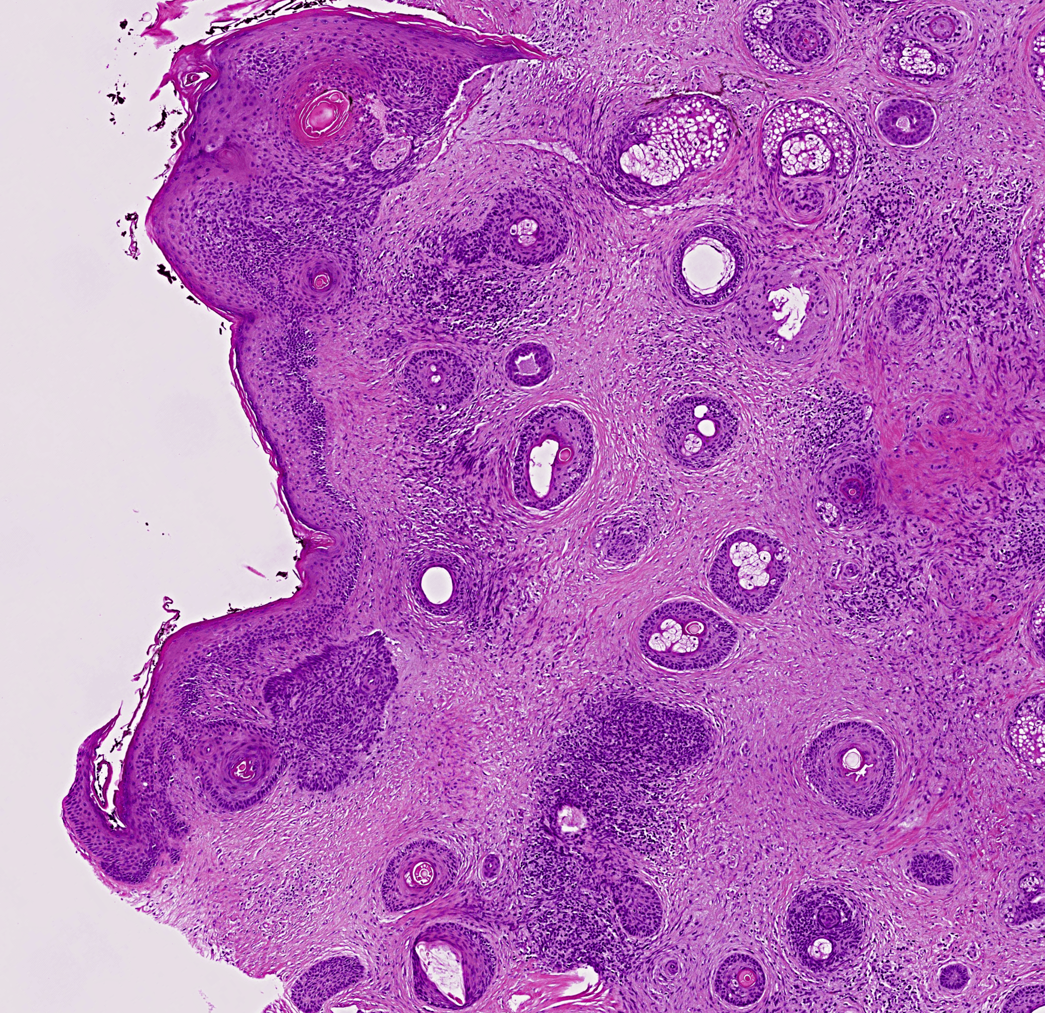 Built by pathology, AI, and medical imaging experts