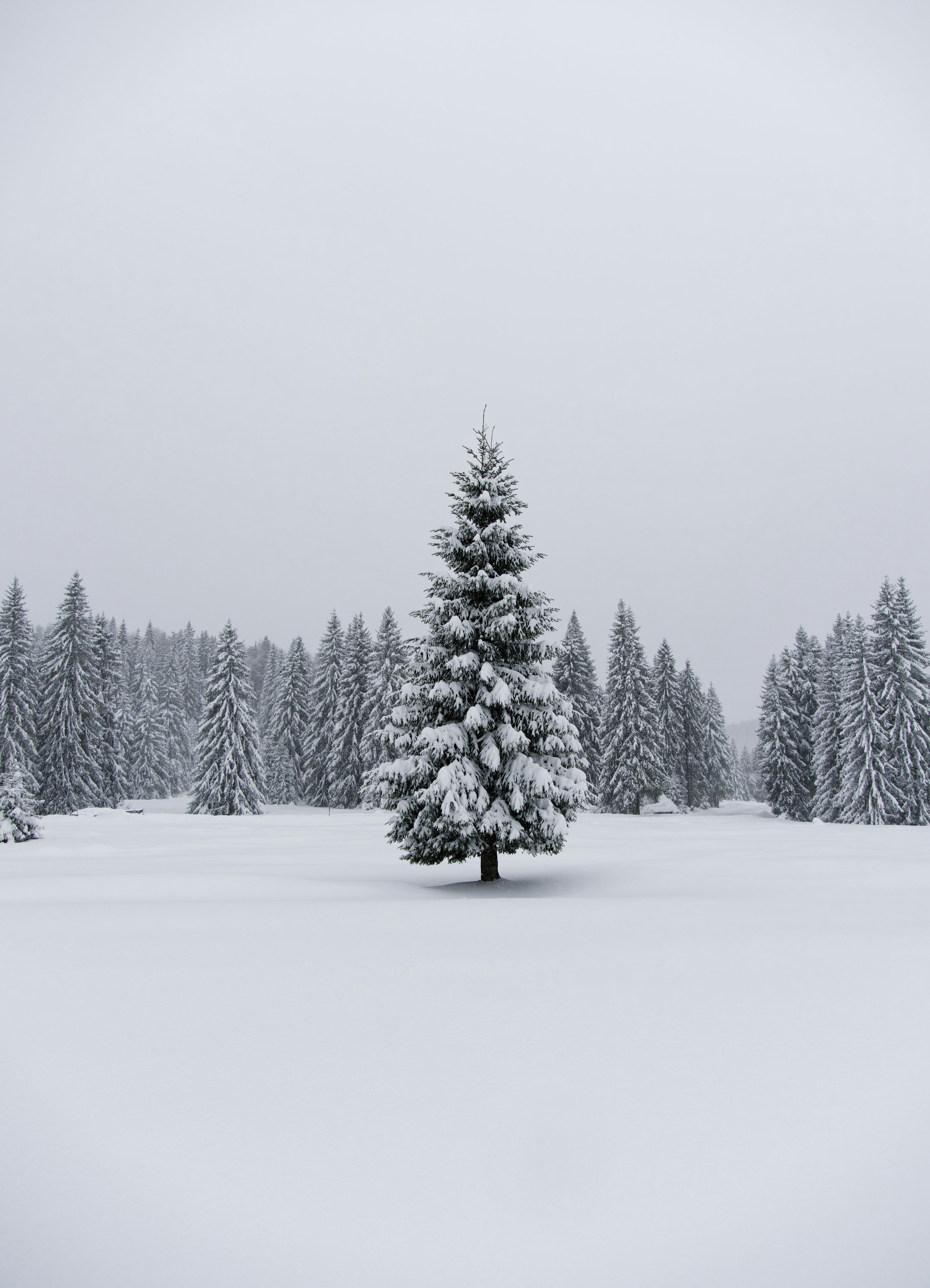 A lone snow-covered pine tree in a winter forest.