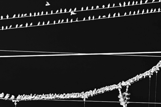 Vogelschwärme auf Oberleitungen