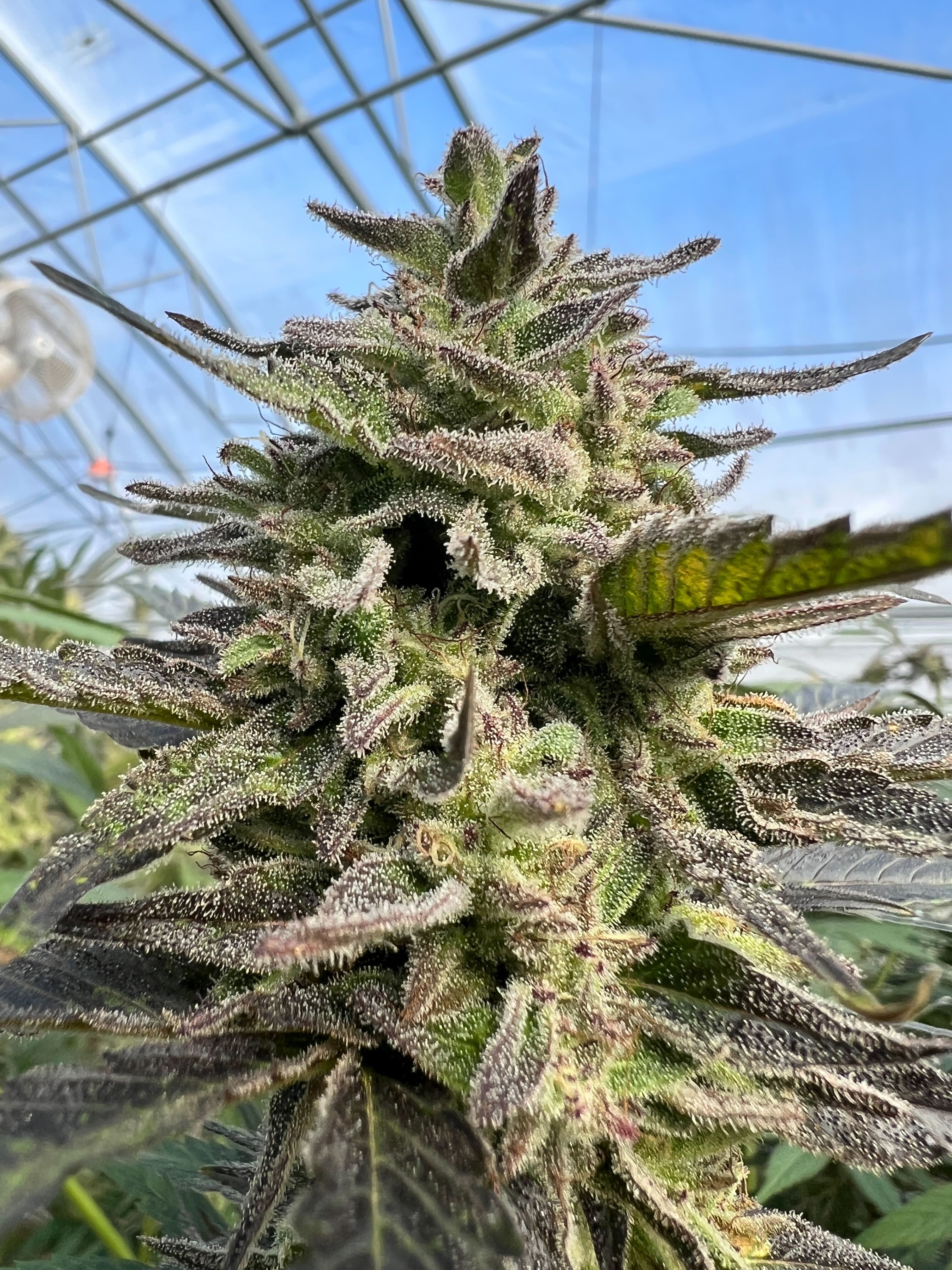 Tropical Smoothie cannabis flower — Sunkissed Farm, Windsor, Vermont
