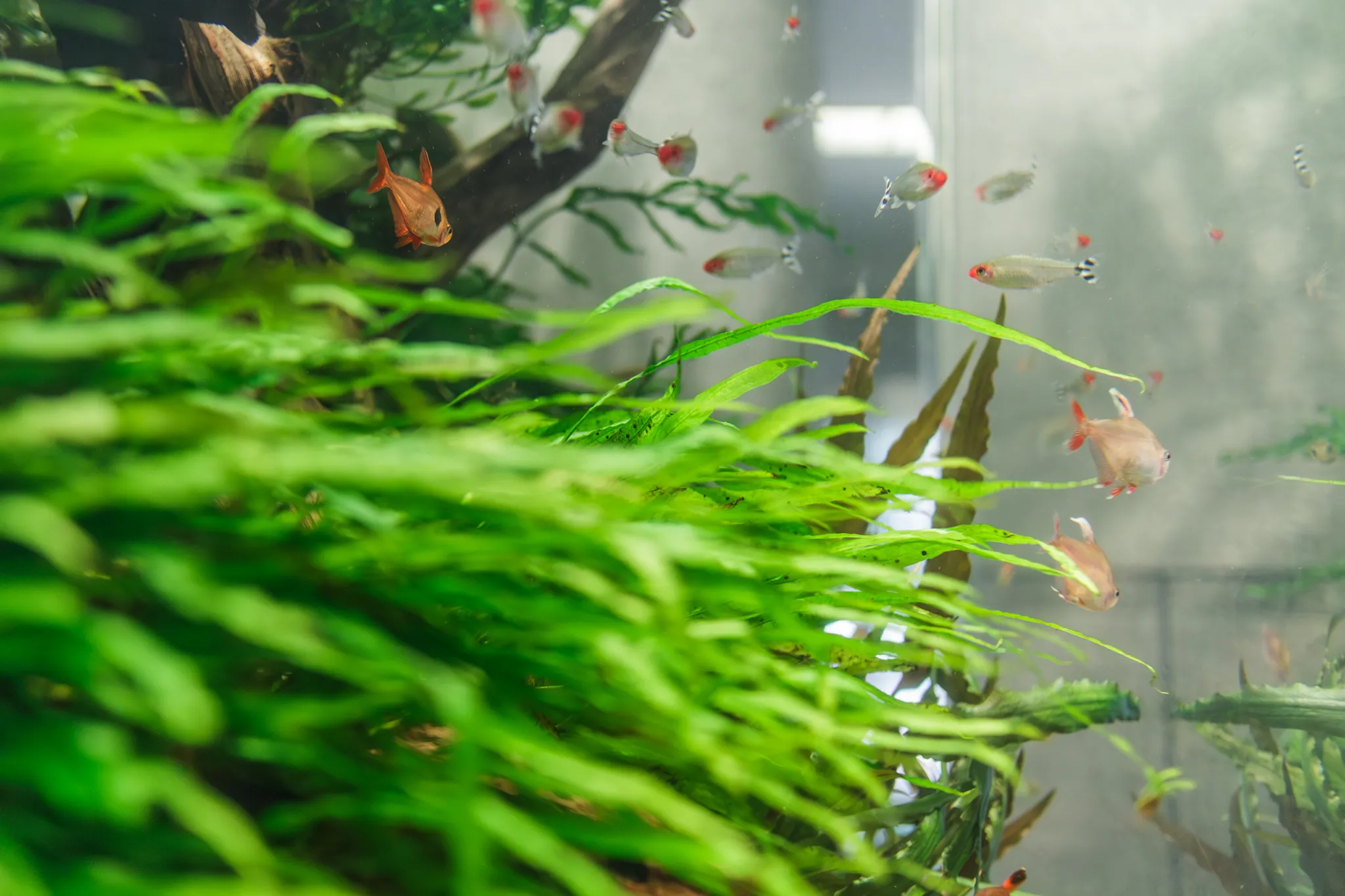 透明感のある水草水槽で群泳する小型淡水魚