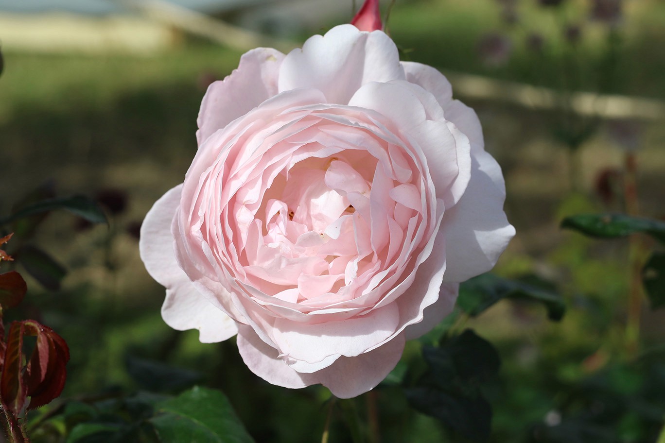 A close-up of a beautiful pink and white rose, blooming against a blurred green background.