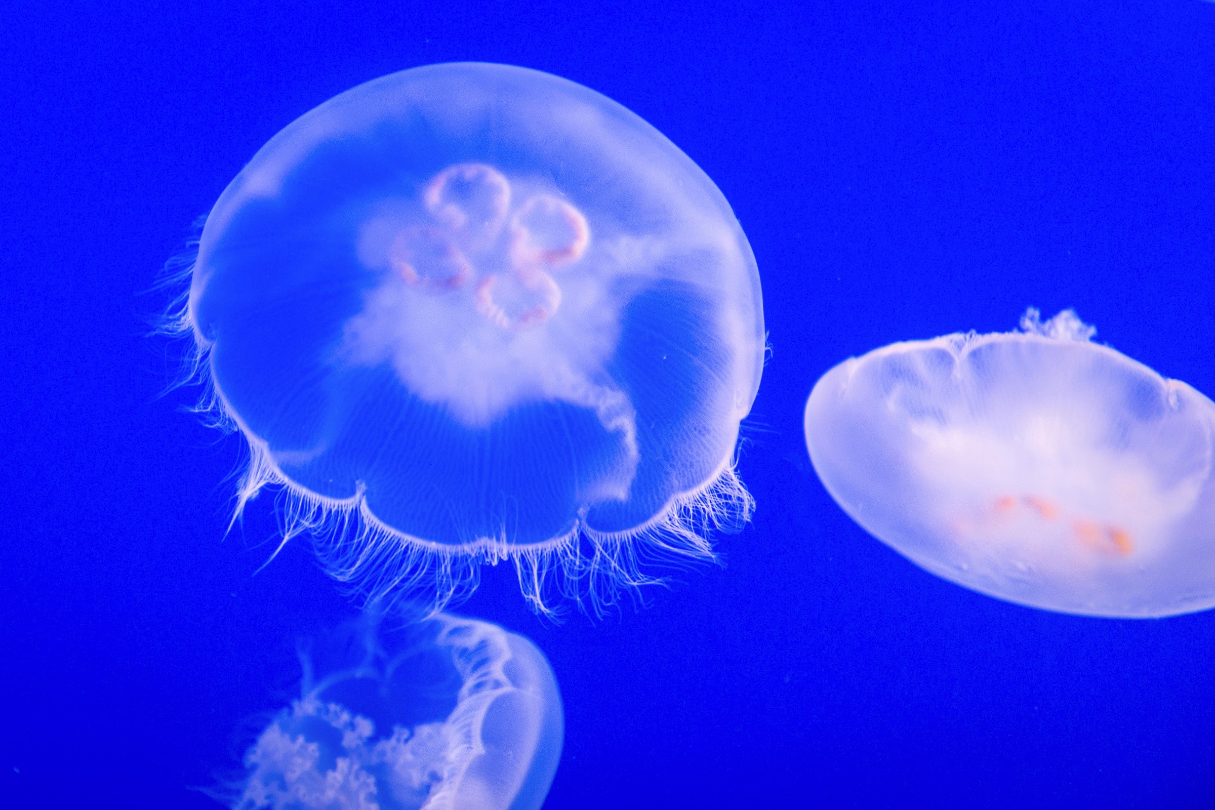 Jellyfish