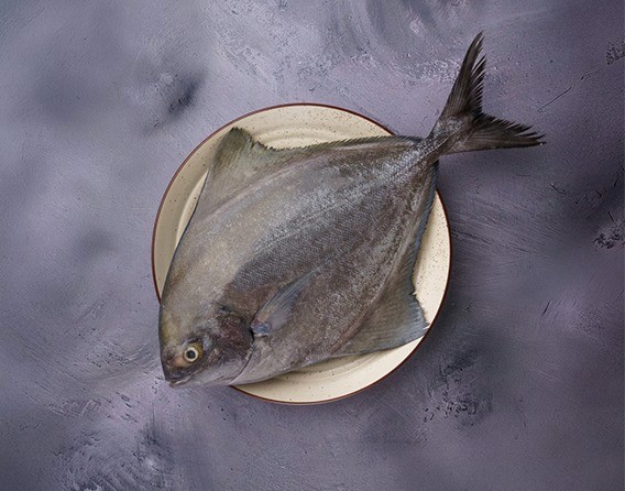 Ocean Fresh Fish