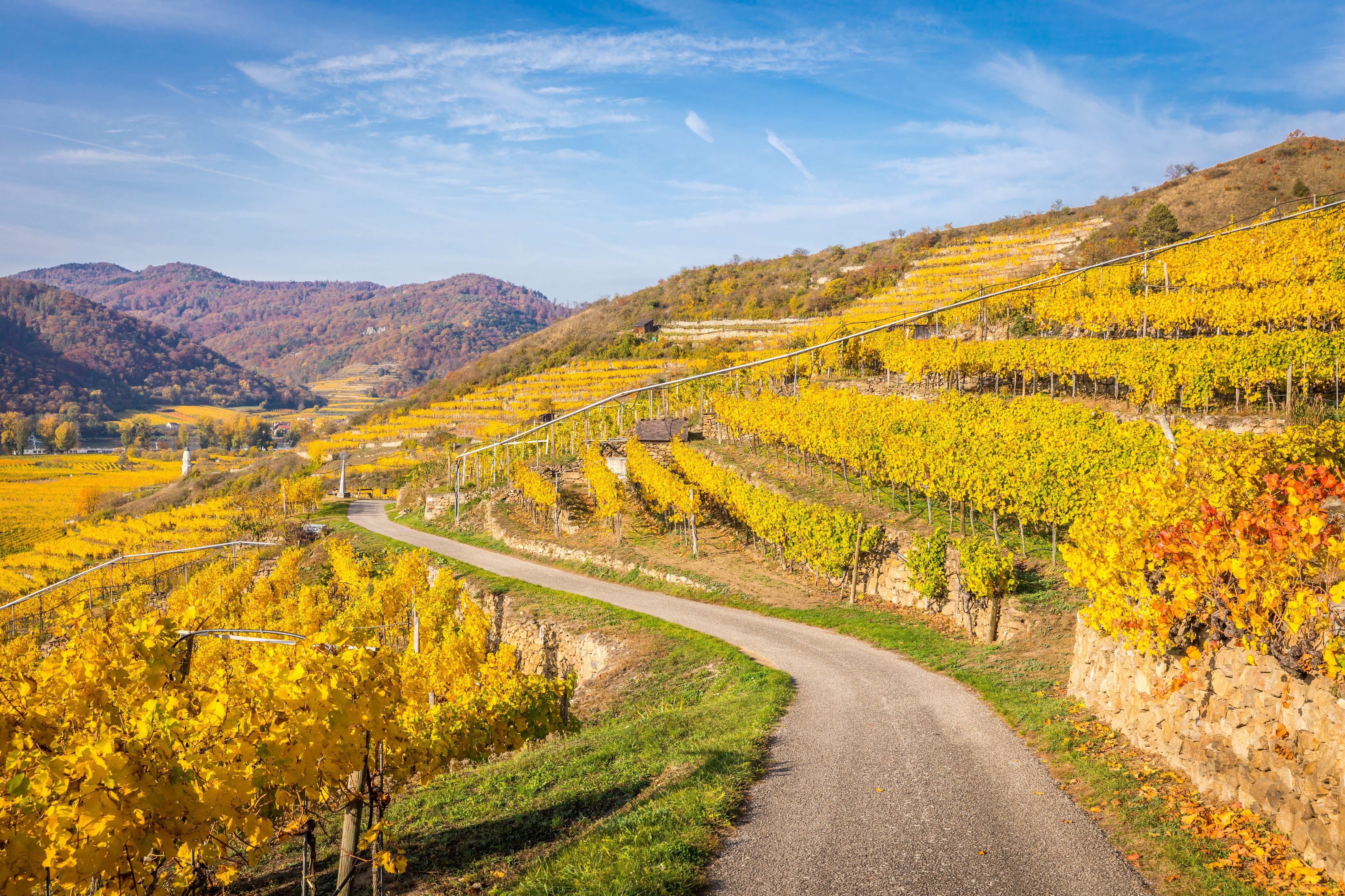 A winding path cuts through golden hillside vineyards under a bright blue sky in autumn.