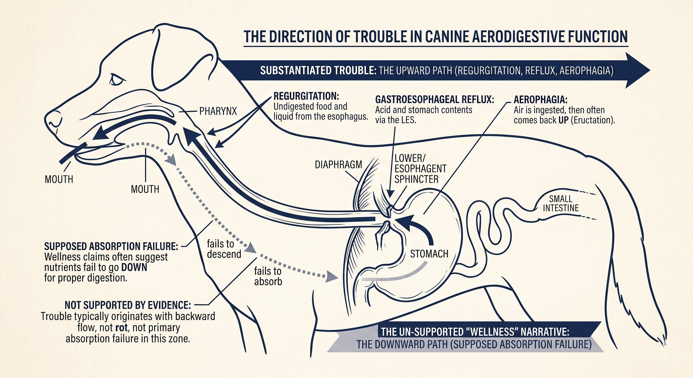 Side-view line-art diagram of a small dog’s upper aerodigestive zone — esophagus, sphincter, stomach — with arrows showing the upward direction the research backs up (reflux, regurgitation, aerophagia).