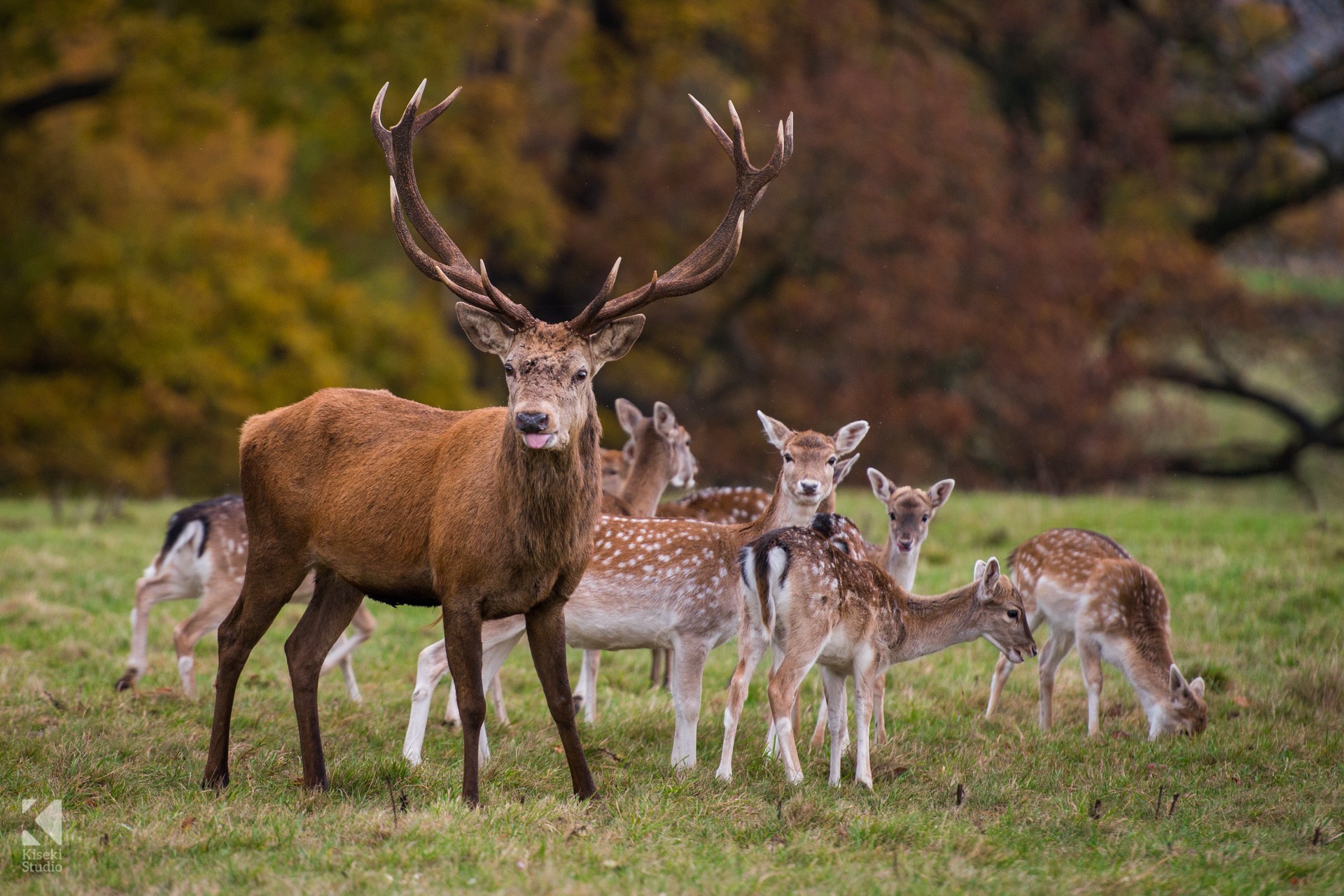 An image of several Deer at Studley Royal Deer Park