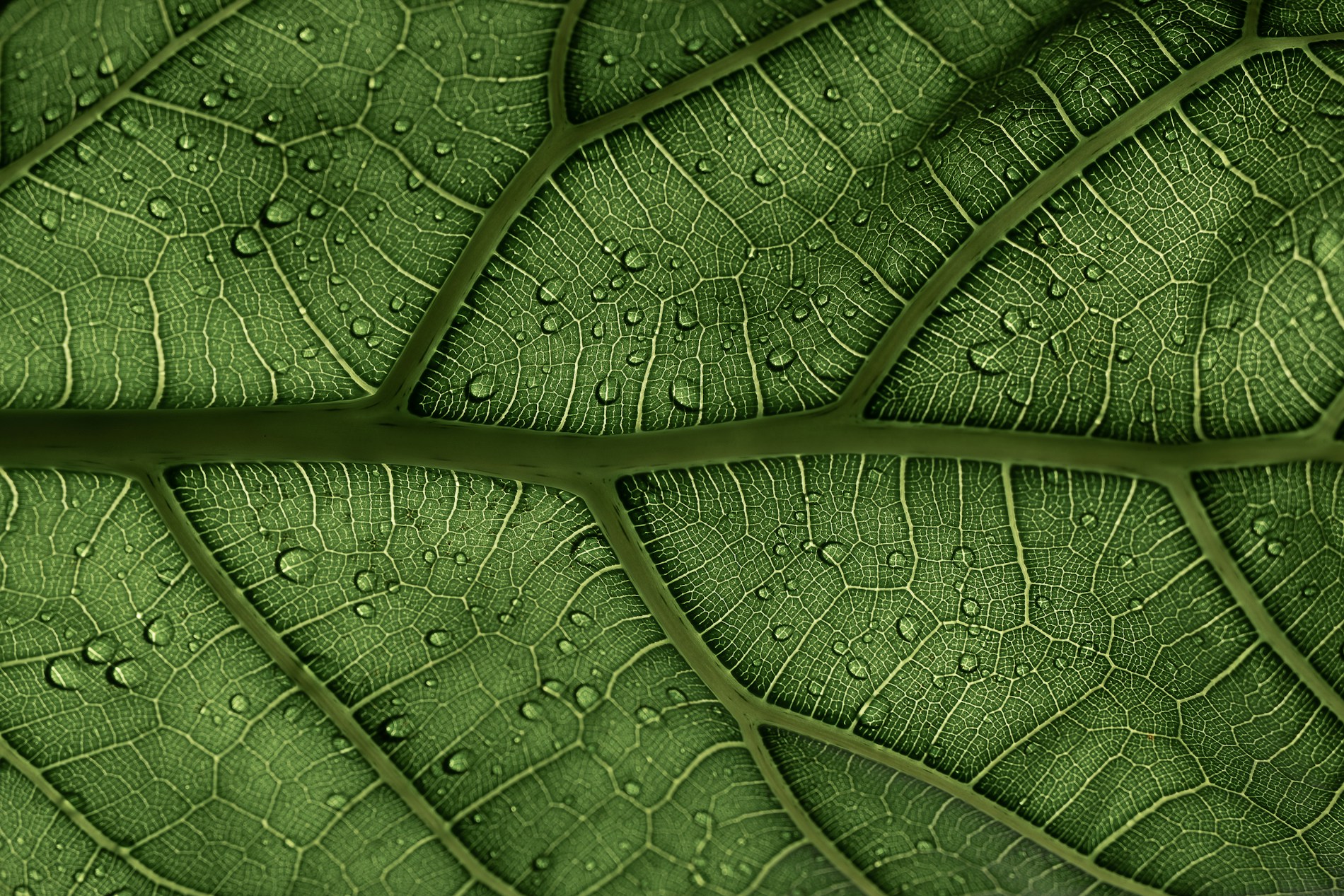 Close-up of a green leaf with water droplets
