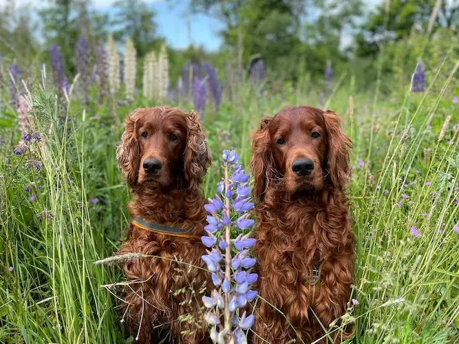 Två hundar i naturen med utrustning från Tassa och Trava – Bättre begagnat