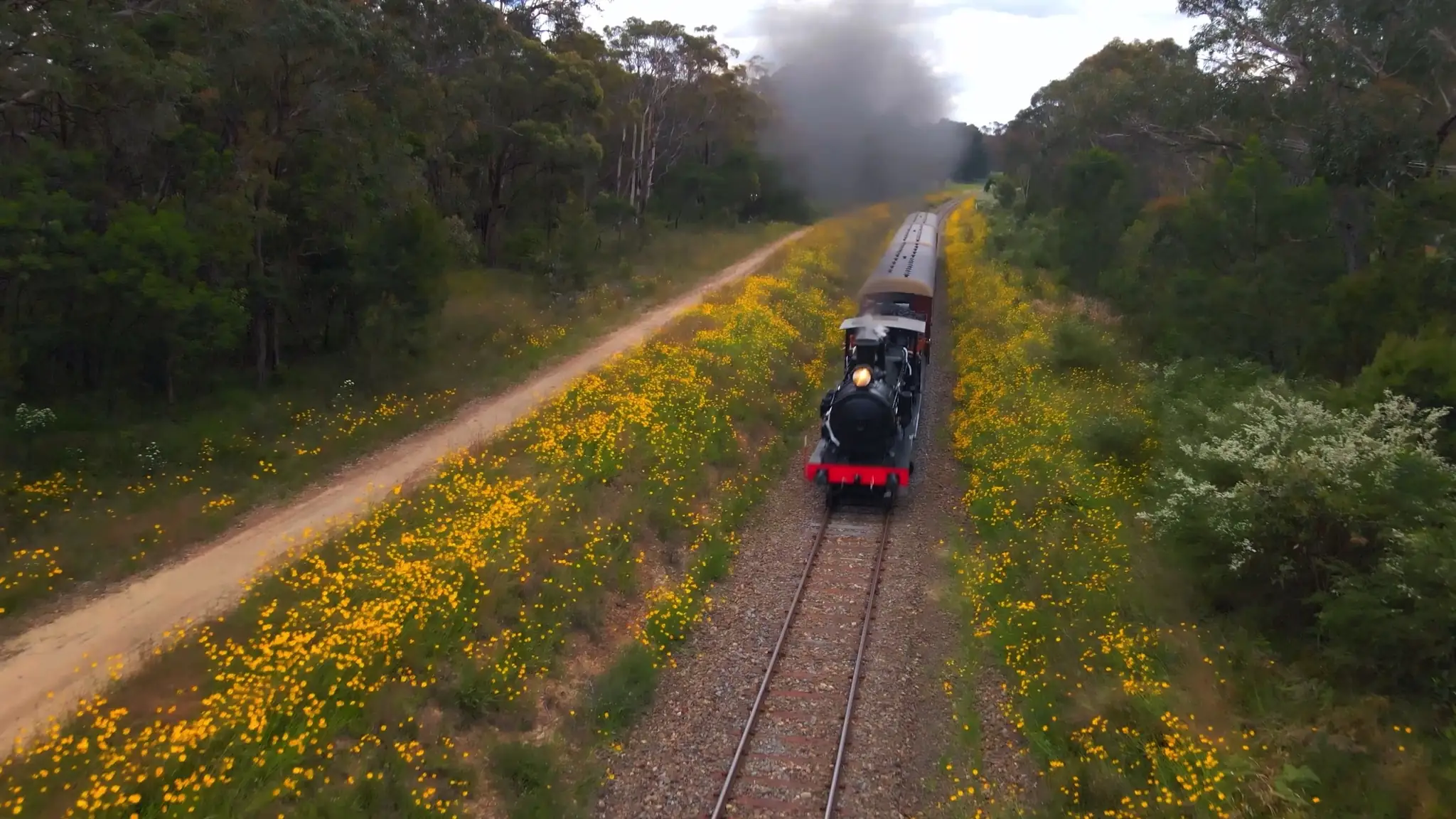 Locomotive 3001 passes through flowers along the Loop Line.