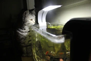 a cat looking down at a fish tank