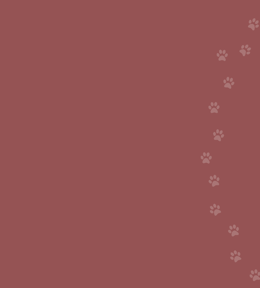 Konsultacje behawioralne dla kota