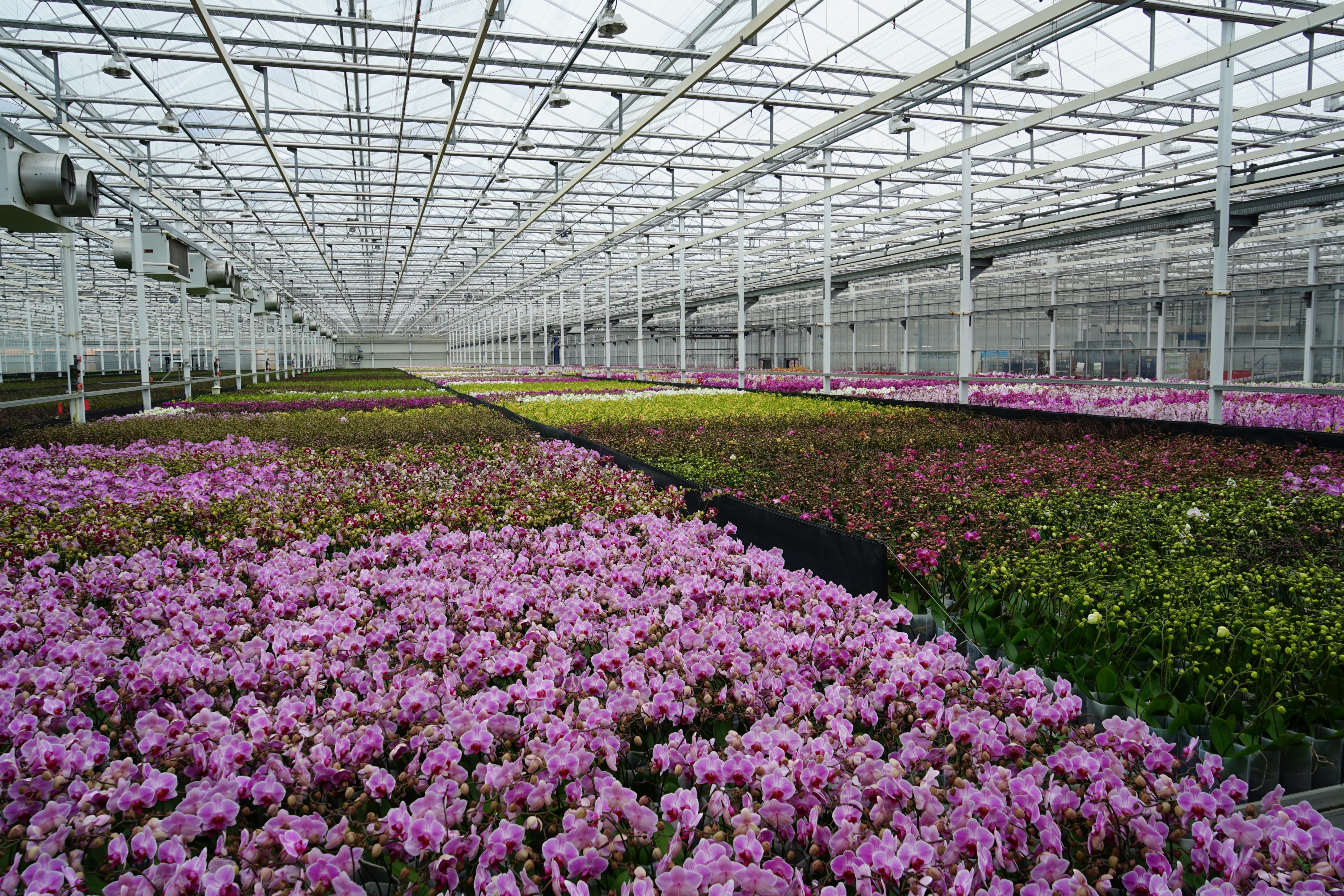 Glastuinbouw Goesten & Opdam