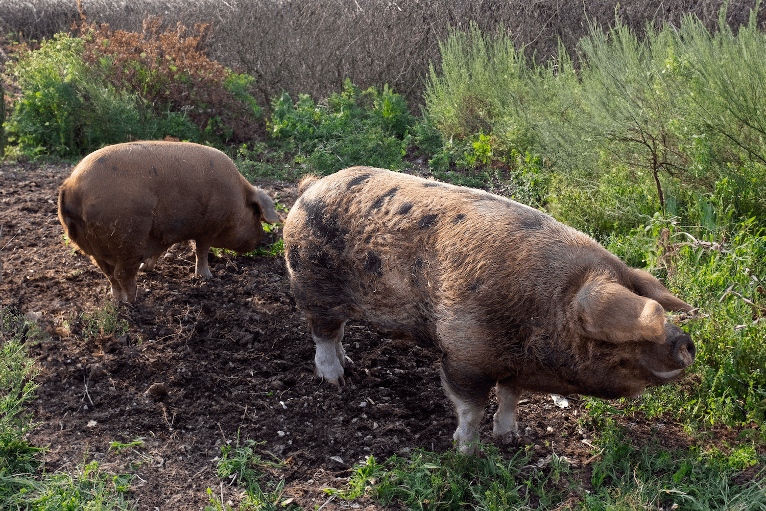 Pigs on the Farm