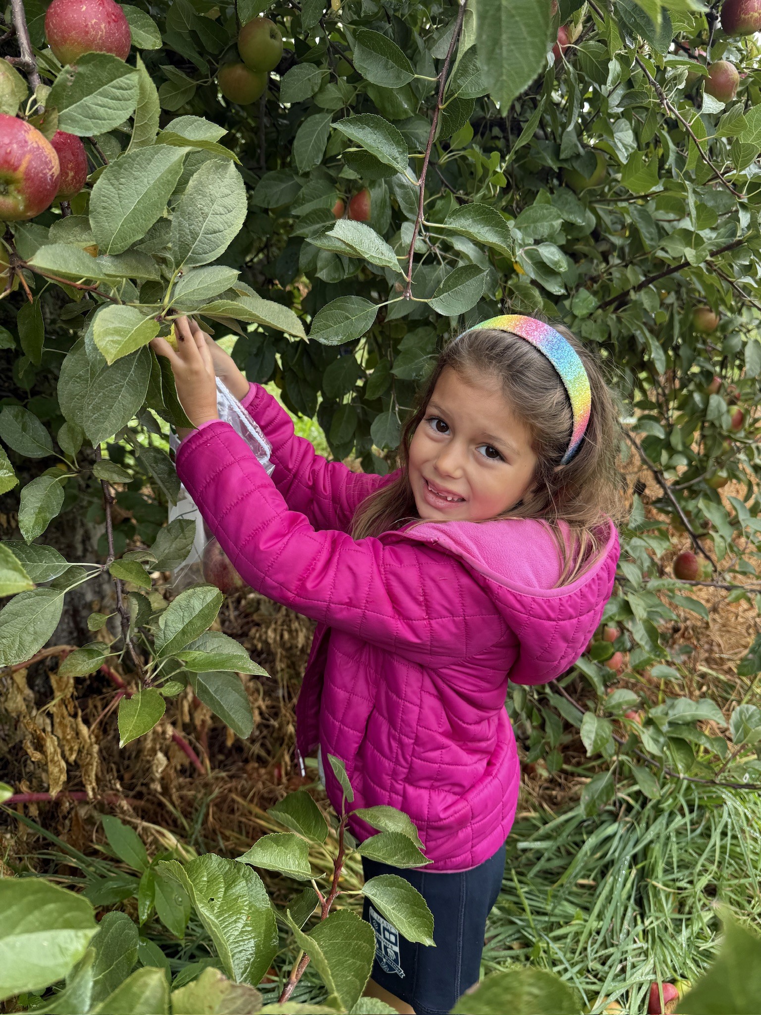 A young student picking apples at an orchard