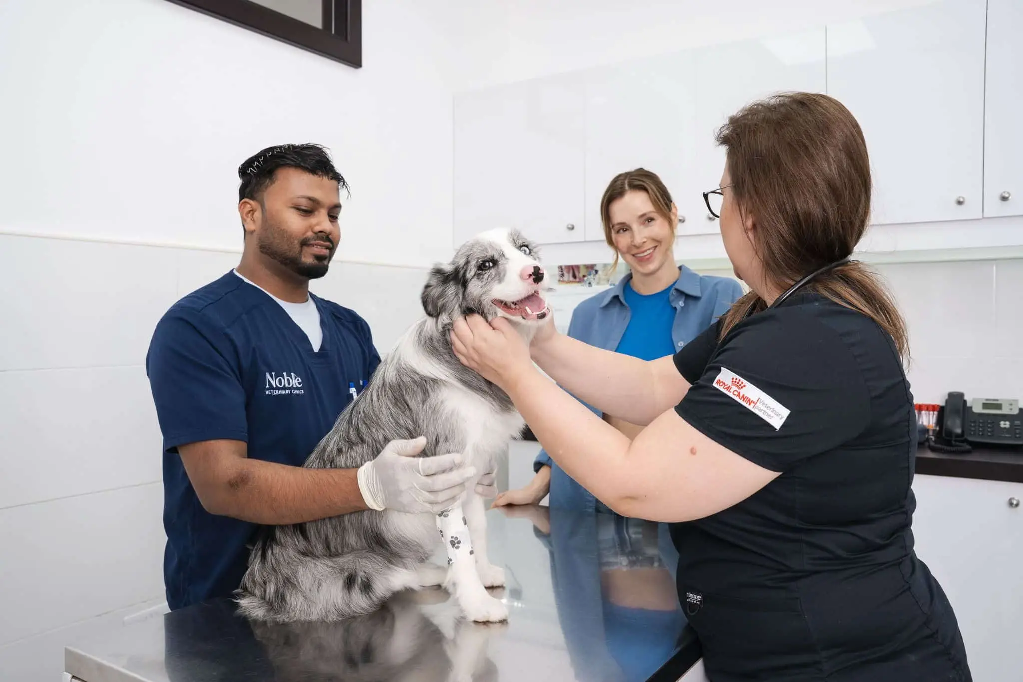 Two veterinarians are keeping a dog happy while talking to the pet owner about the diagnostic tests.