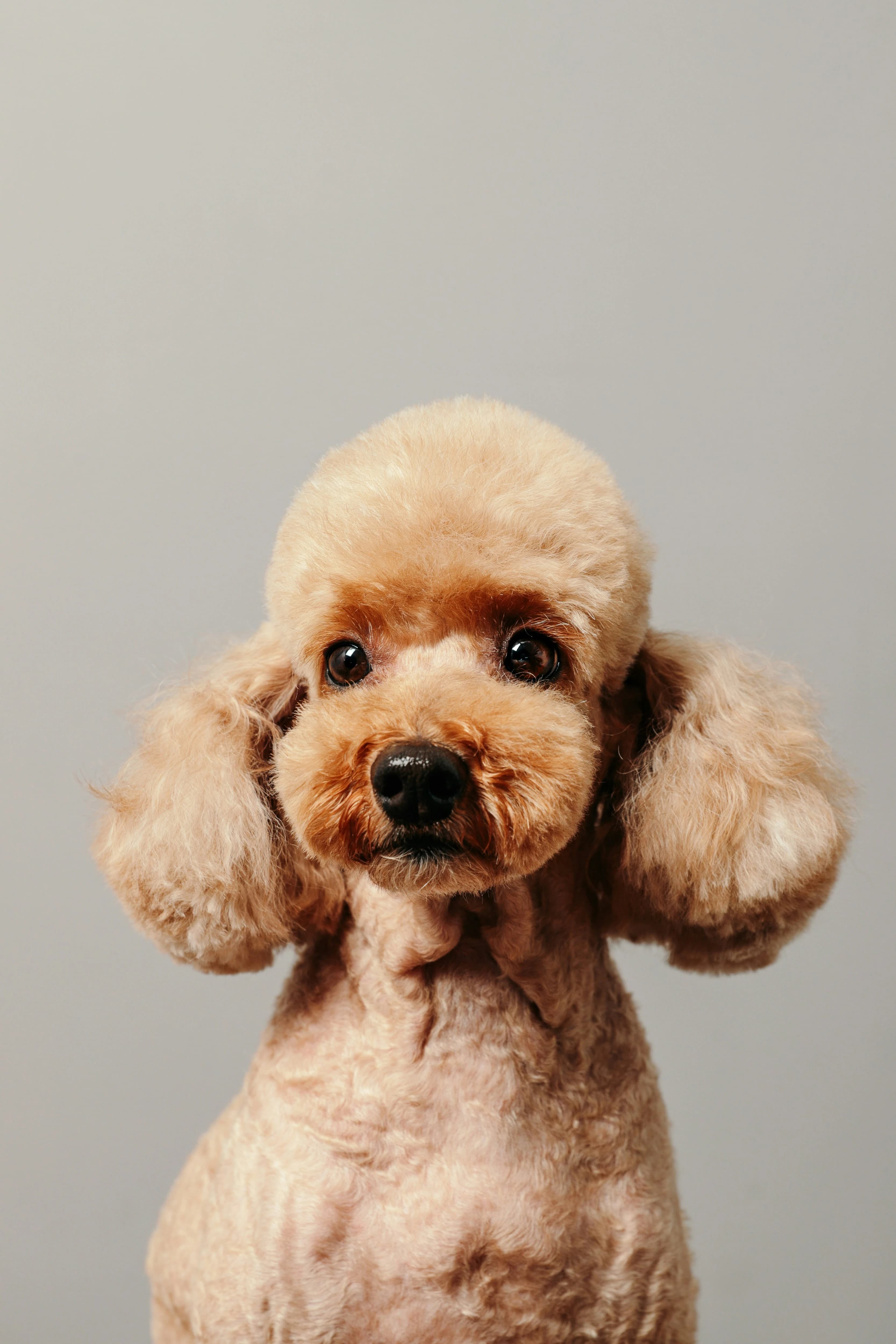 happy puppy portrait