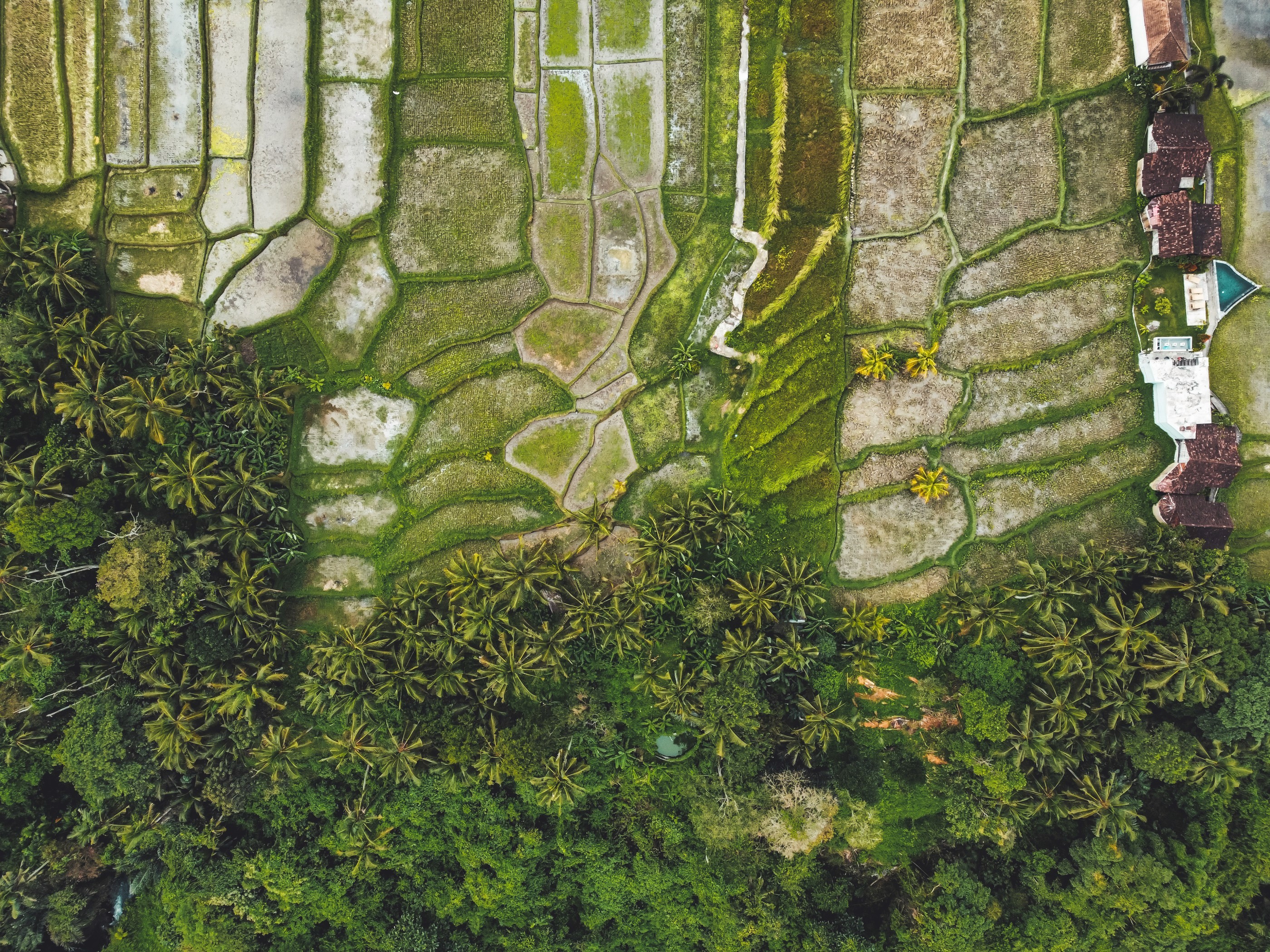 An overgrown wall covered in green ivy, reflecting sunlight, with textured stone visible in the background.