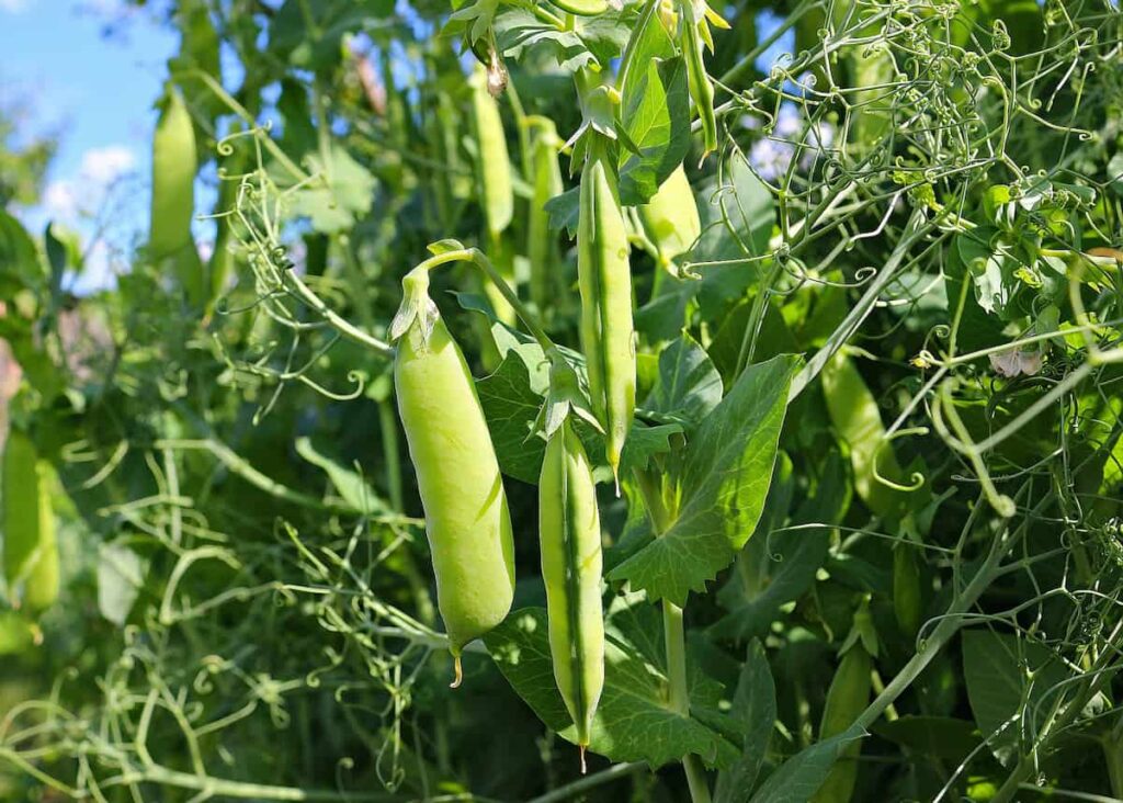 Hanging pea