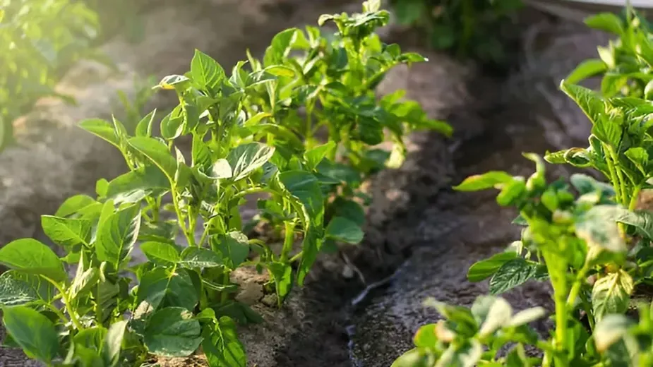 Olericulture - Types of Horticulture Crops.webp