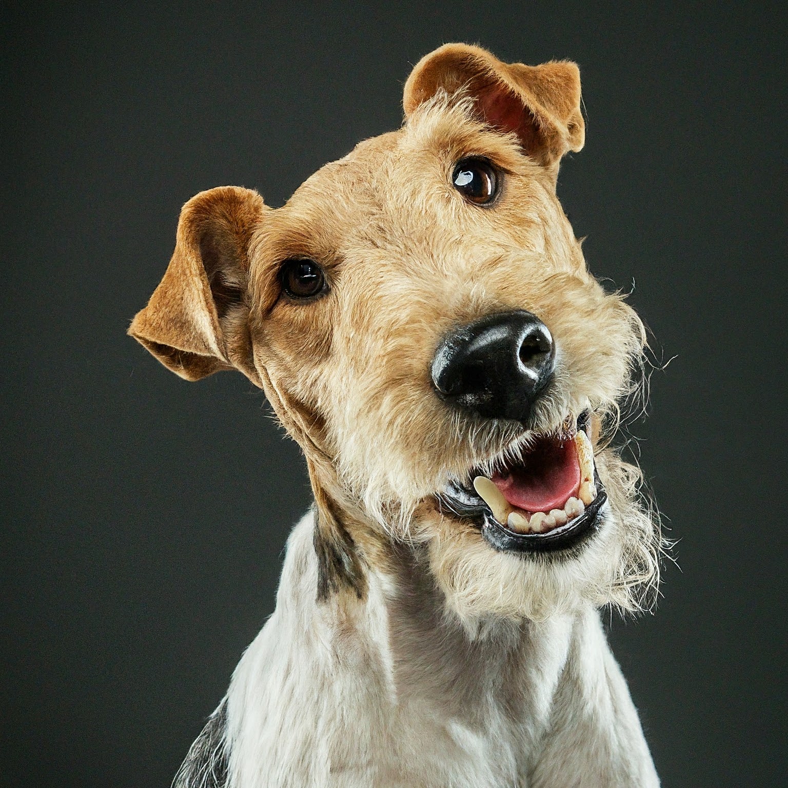 BUDDYUNO, Fox Terrier