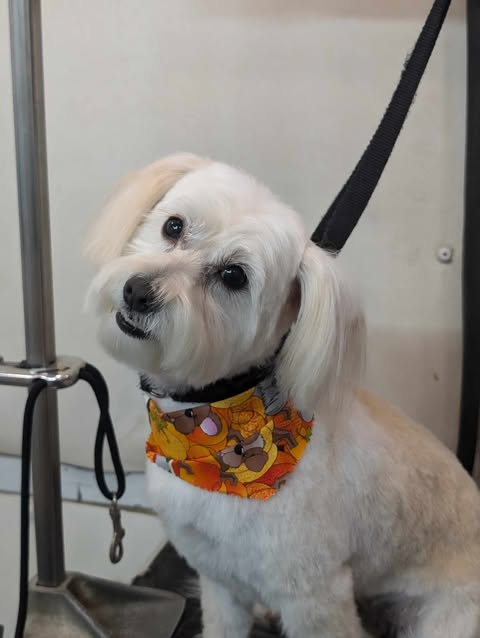 Small Dogs Grooming Gallery Of Photos - Wags To Riches Dog Grooming