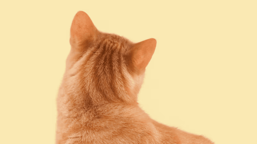 Back of a ginger cat's head and neck indicating where a microchip is placed